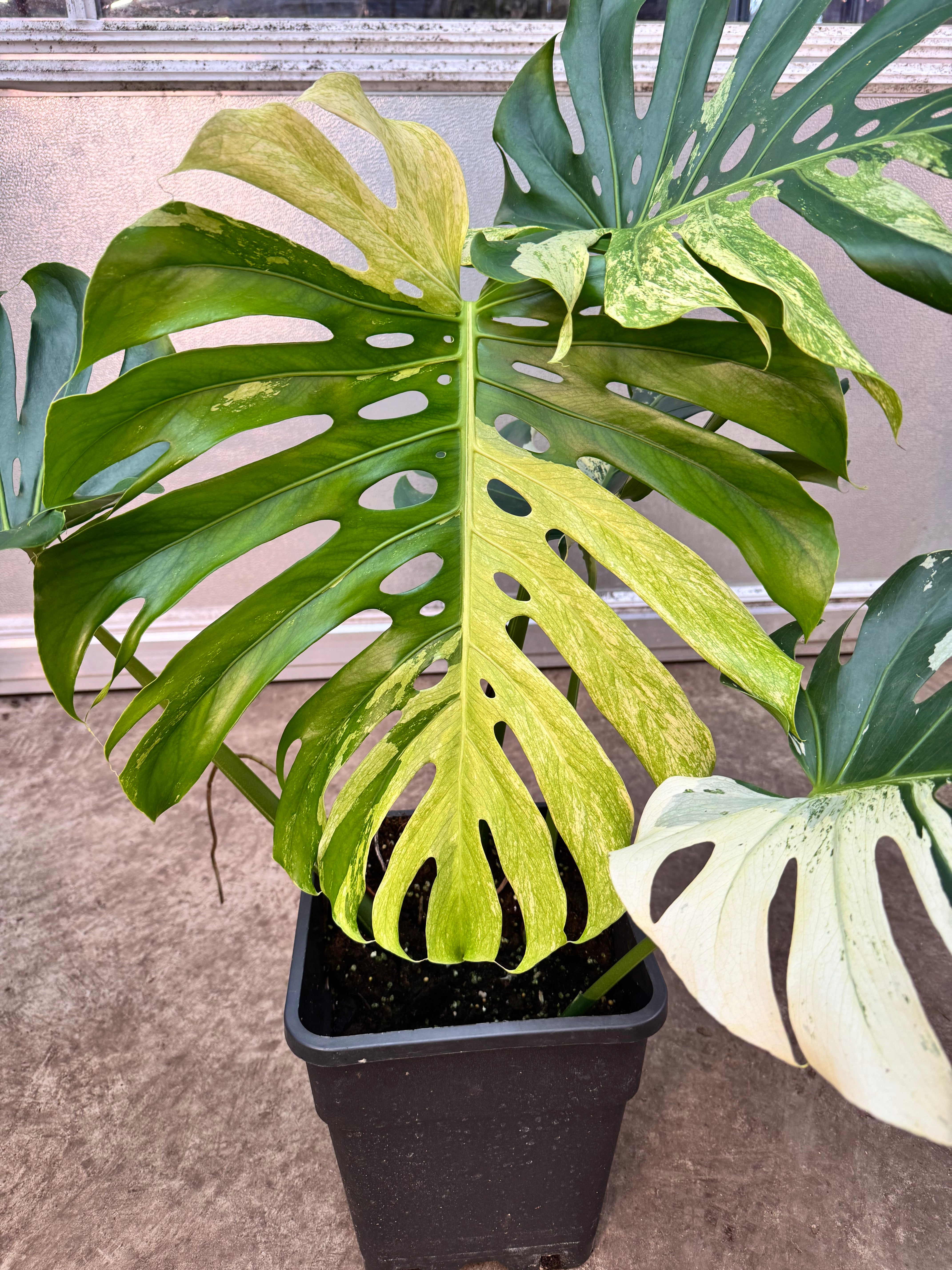 Monstera Full Mint deliciosa borsigiana Variegata "Big Plant" nr 1