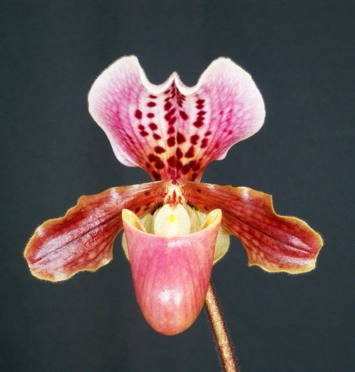 Paphiopedilum Dolls Kobold