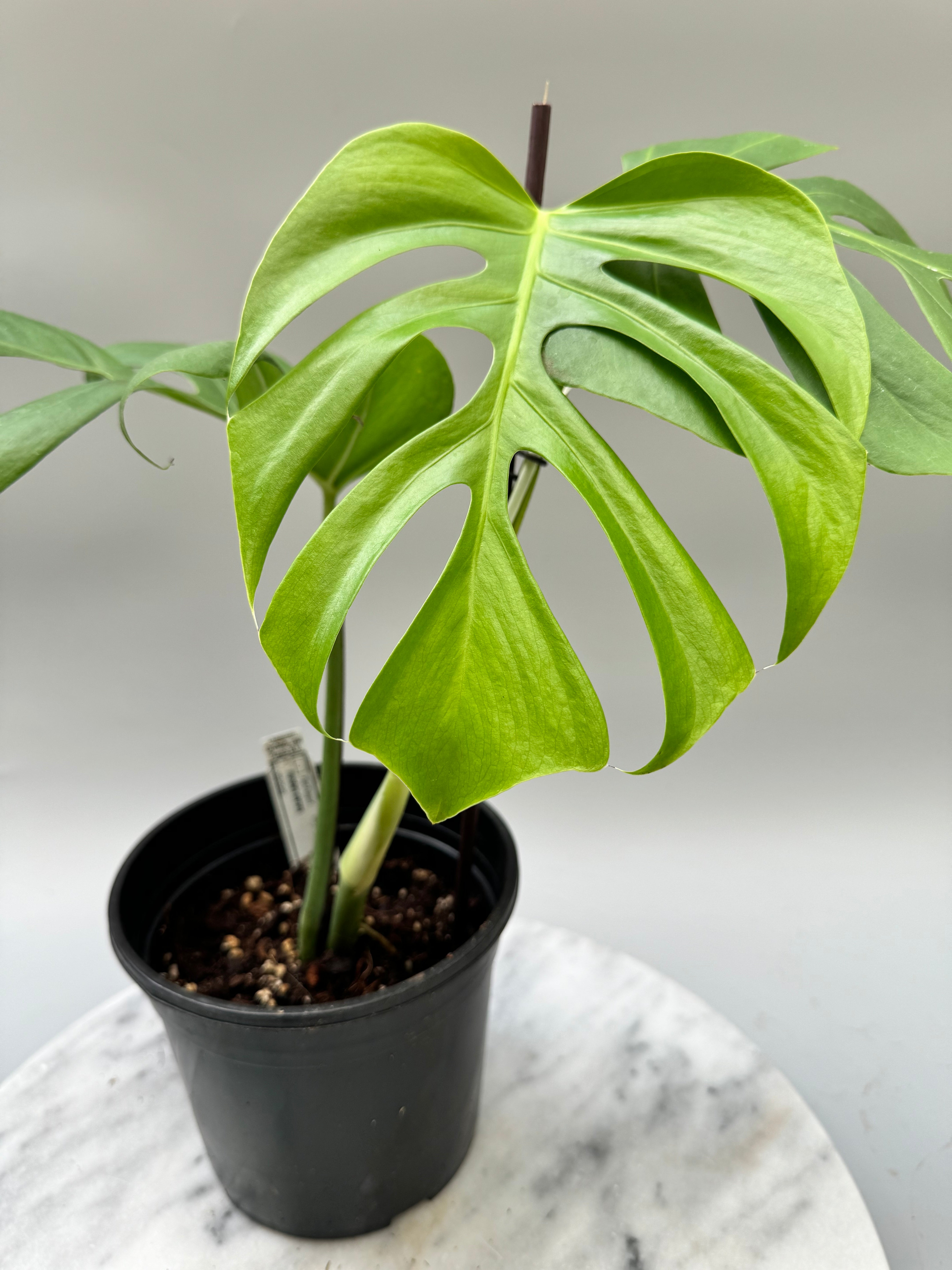 Monstera deliciosa var sierrana