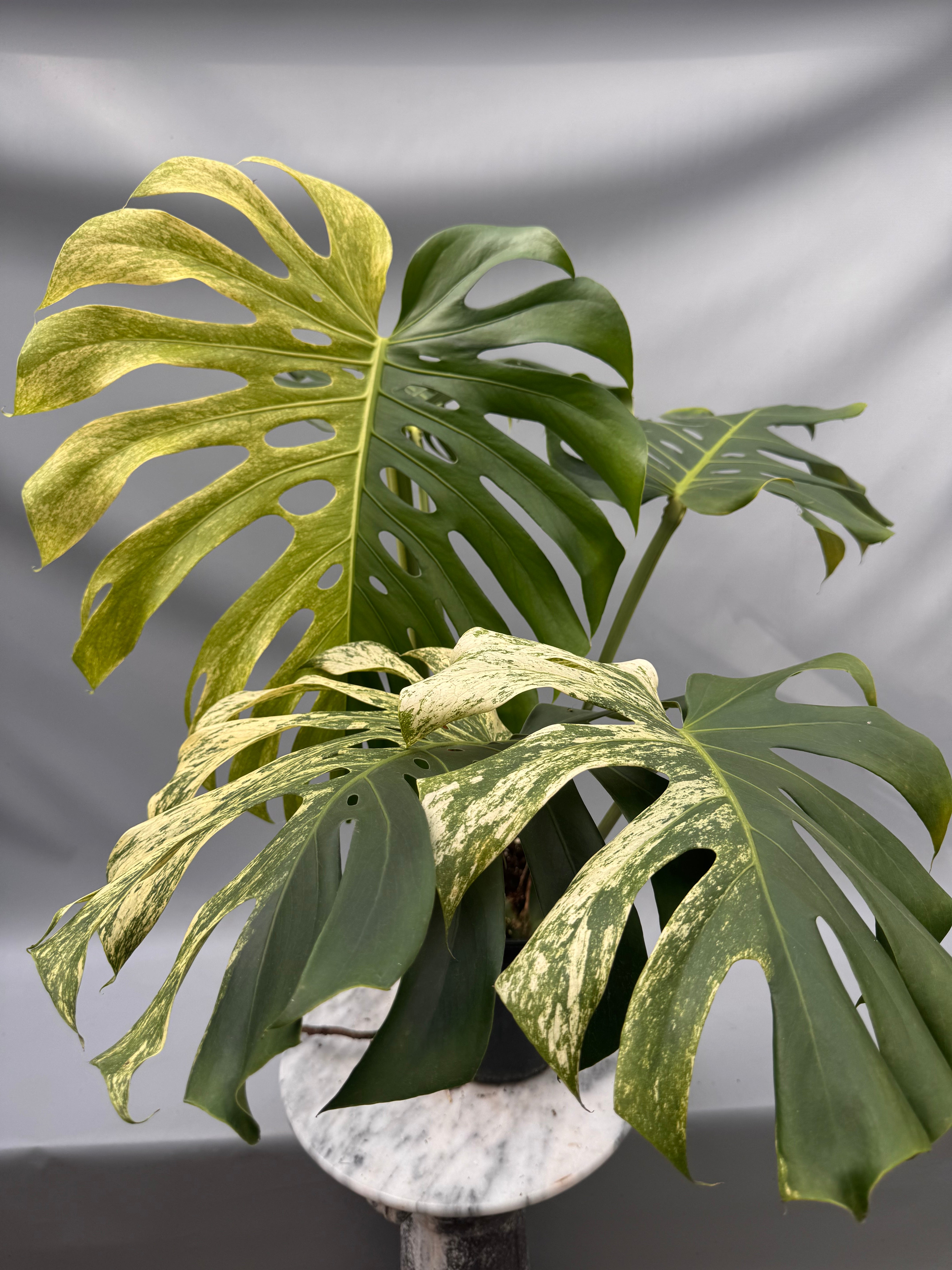 Monstera Full Mint deliciosa borsigiana Variegata (Nr 2)