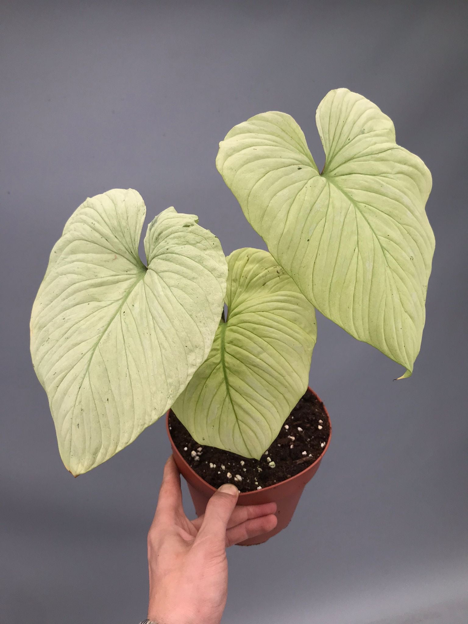Philodendron mamei variegata mint (nr 3)