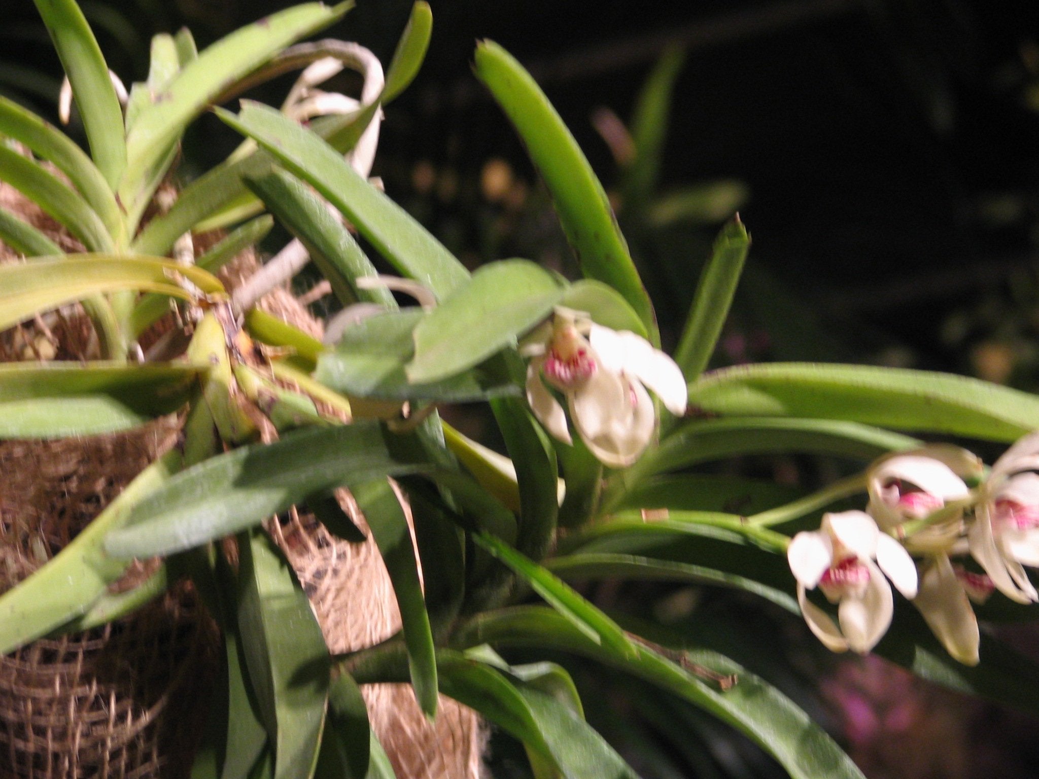 Vanda pumila