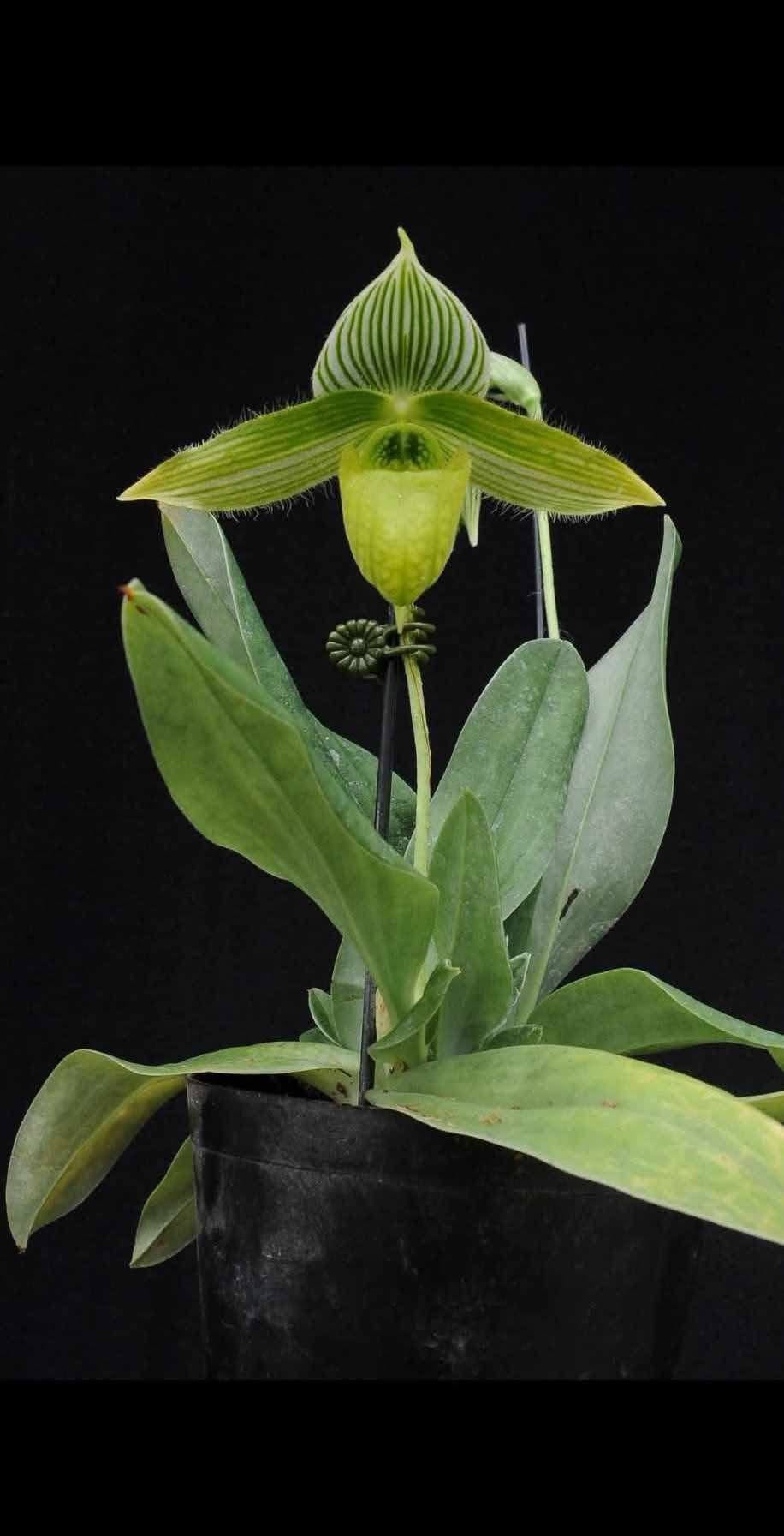 Exclusive orchids – Page 2