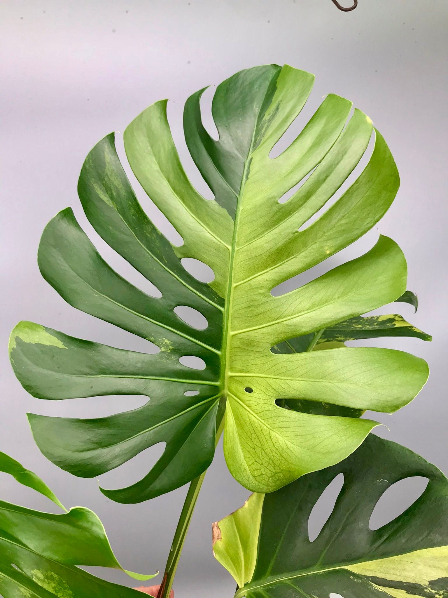 Monstera Ocean Mint (Nr 3.1)