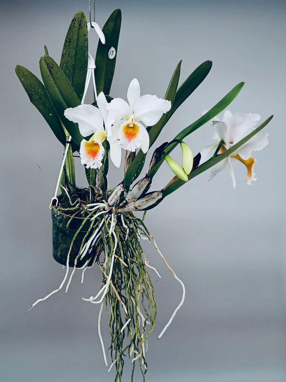 Cattleya percivaliana fma. semi-alba ‘Canaima's Guava’