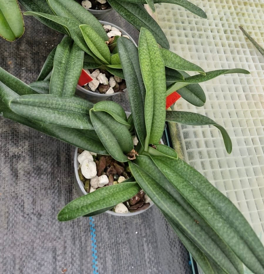 Paphiopedilum Gloria Naugle