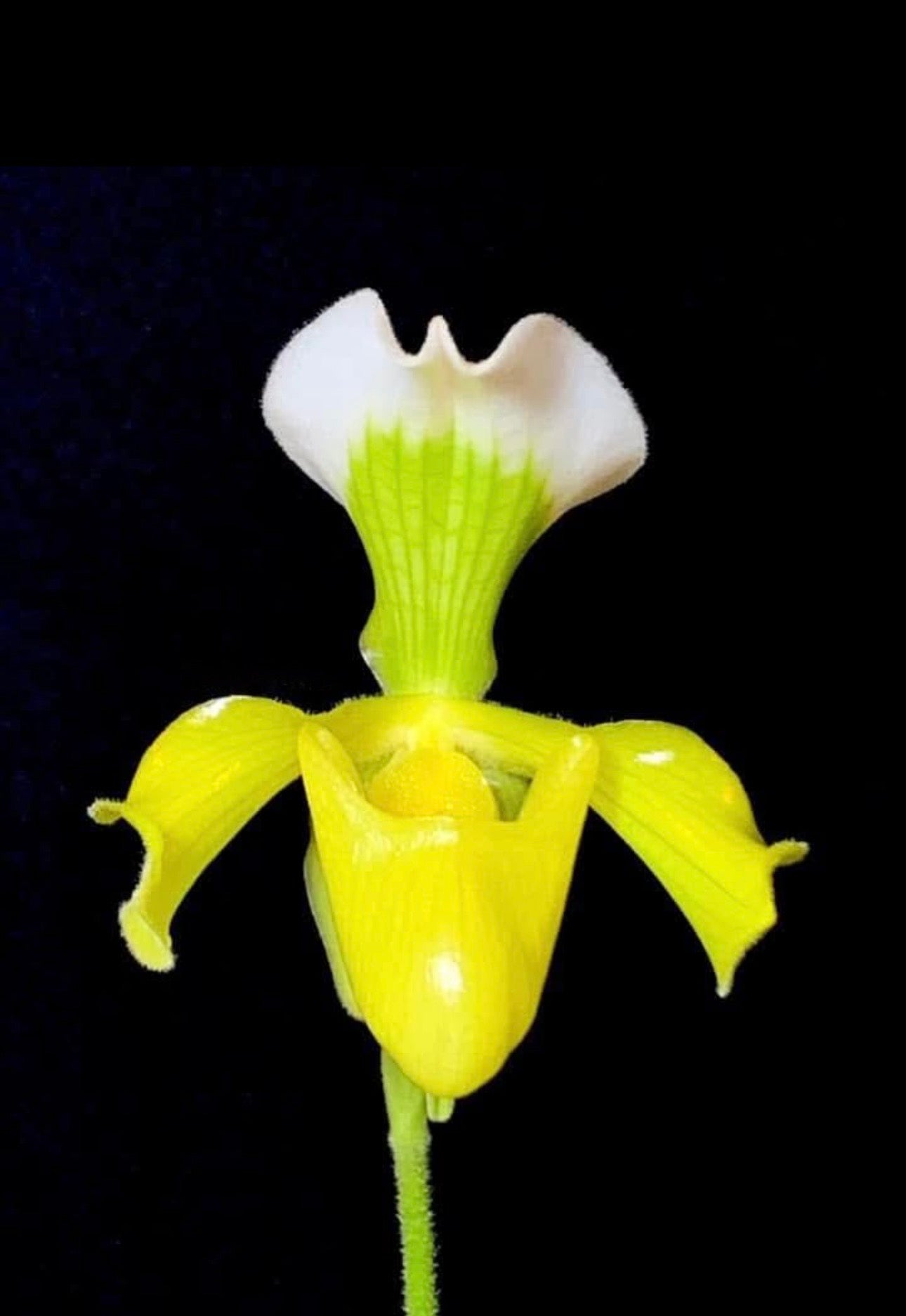Paphiopedilum villosum f. flava