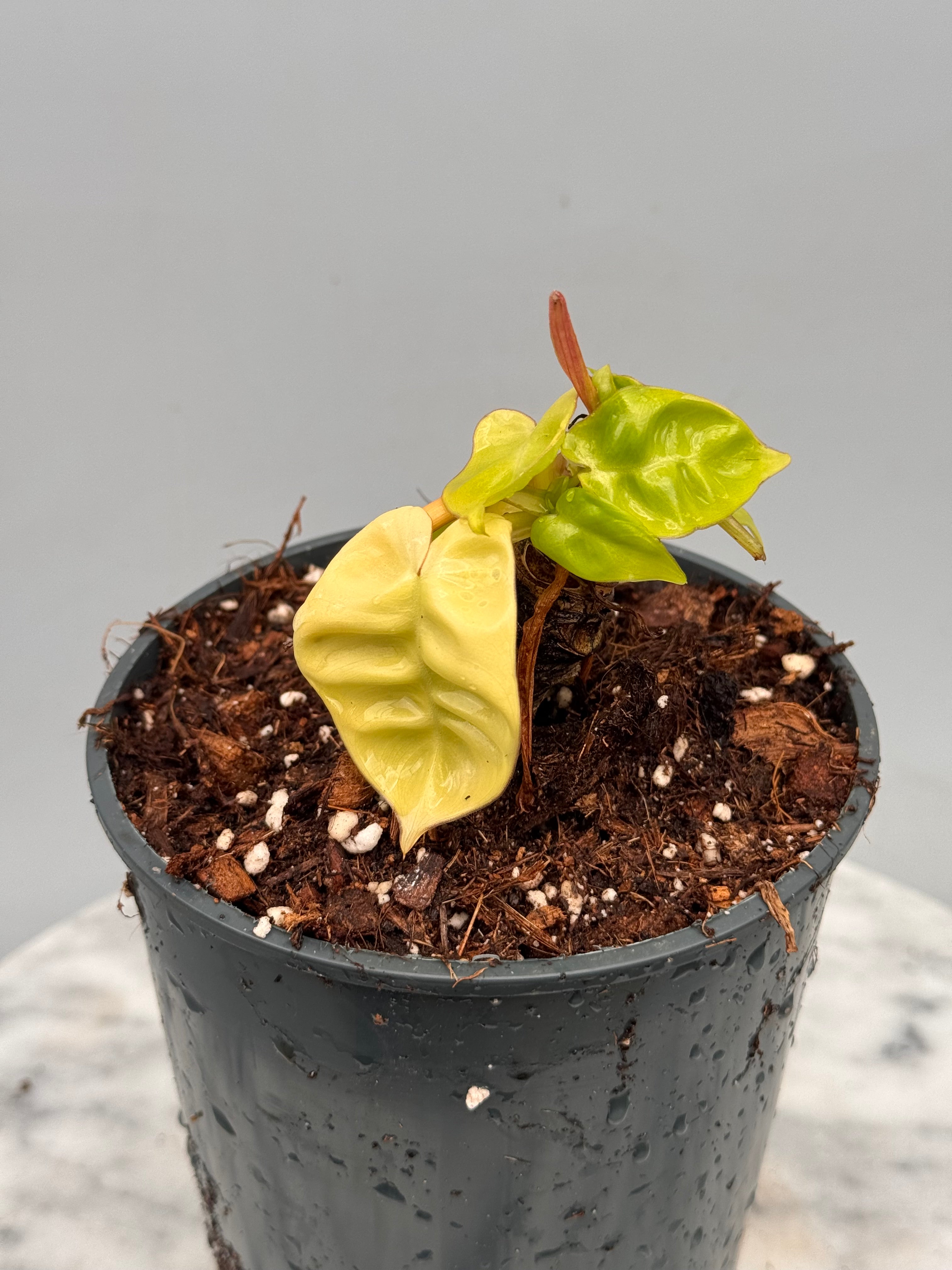 Philodendron billietiae Variegata 'Small Size' nr 1