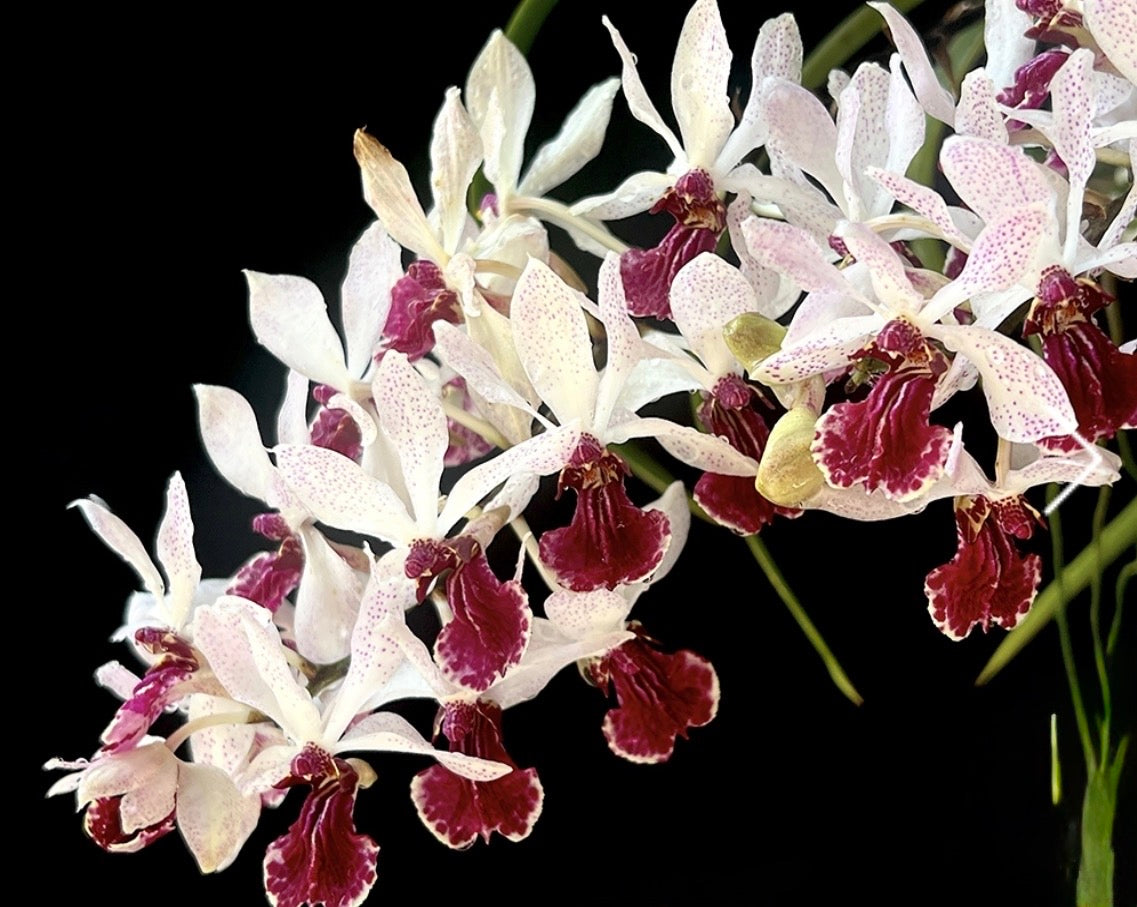 Holcoglossum kimballianum x Rhynchostylis gigantea