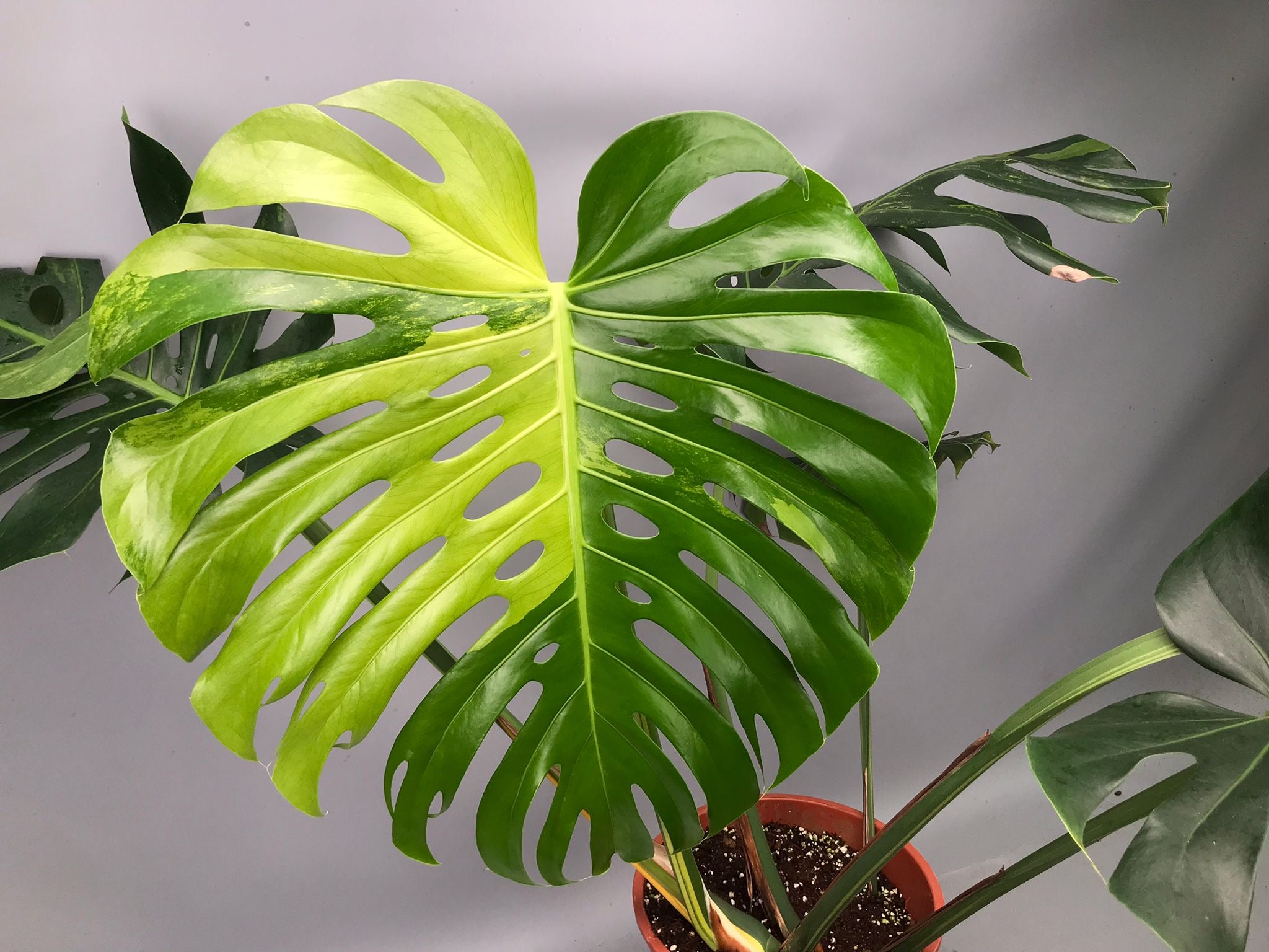 Monstera Ocean Mint nr 2