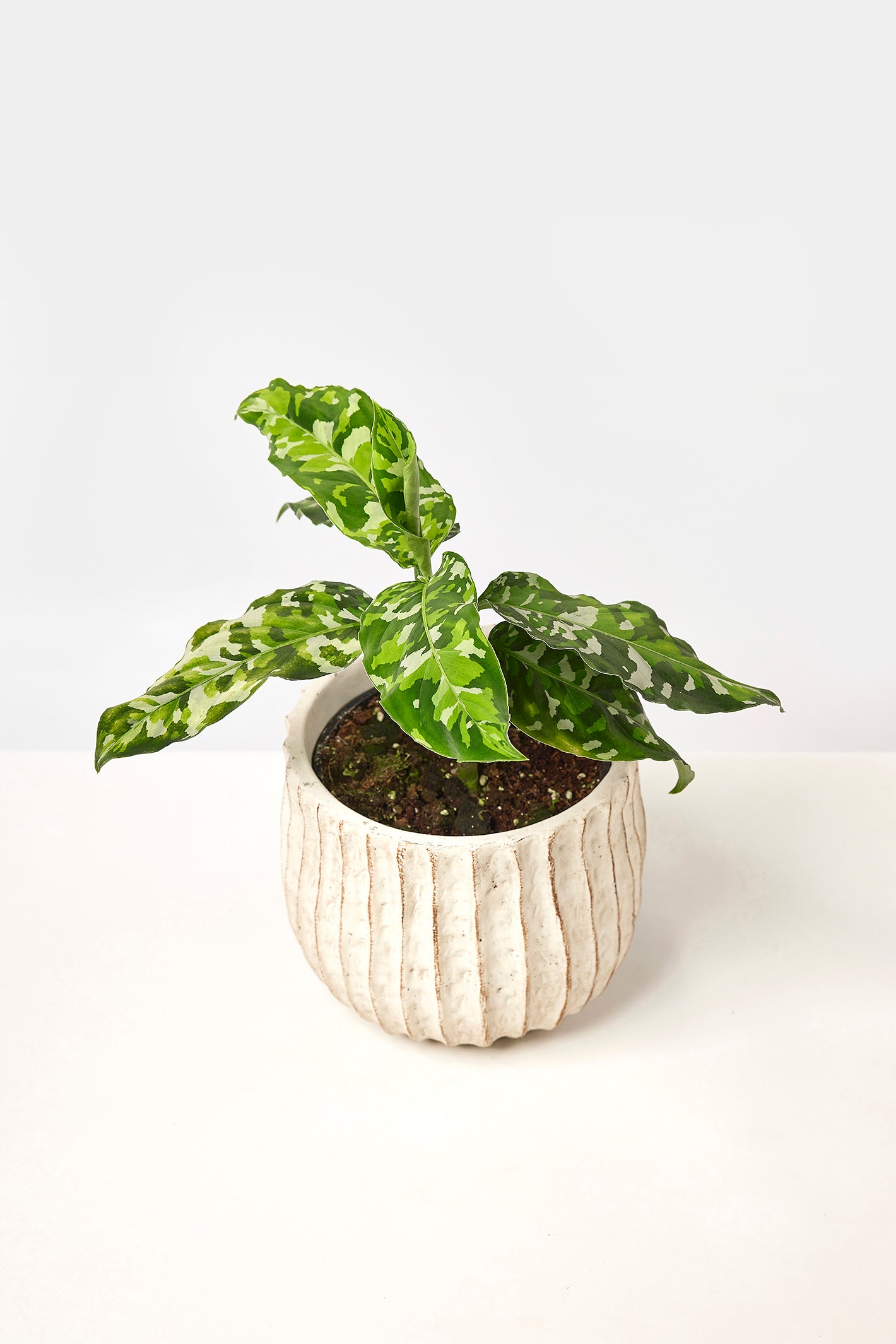 Aglaonema