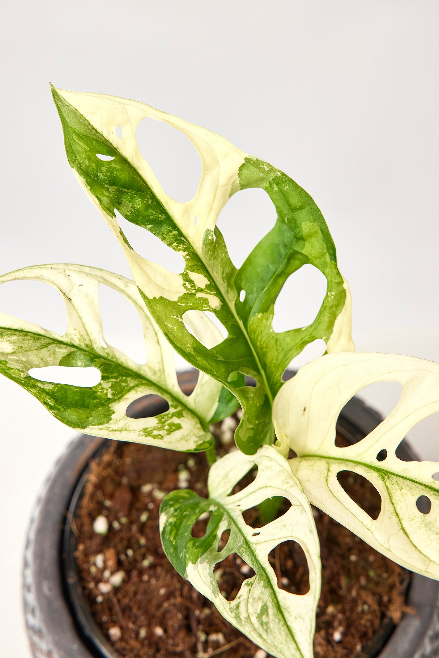 Monstera adansonii variegated Albo ( 3/4 Leaves)