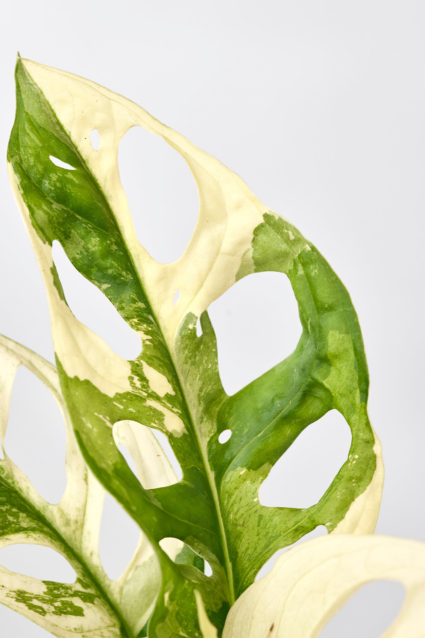 Monstera adansonii variegated Albo ( 3/4 Leaves)