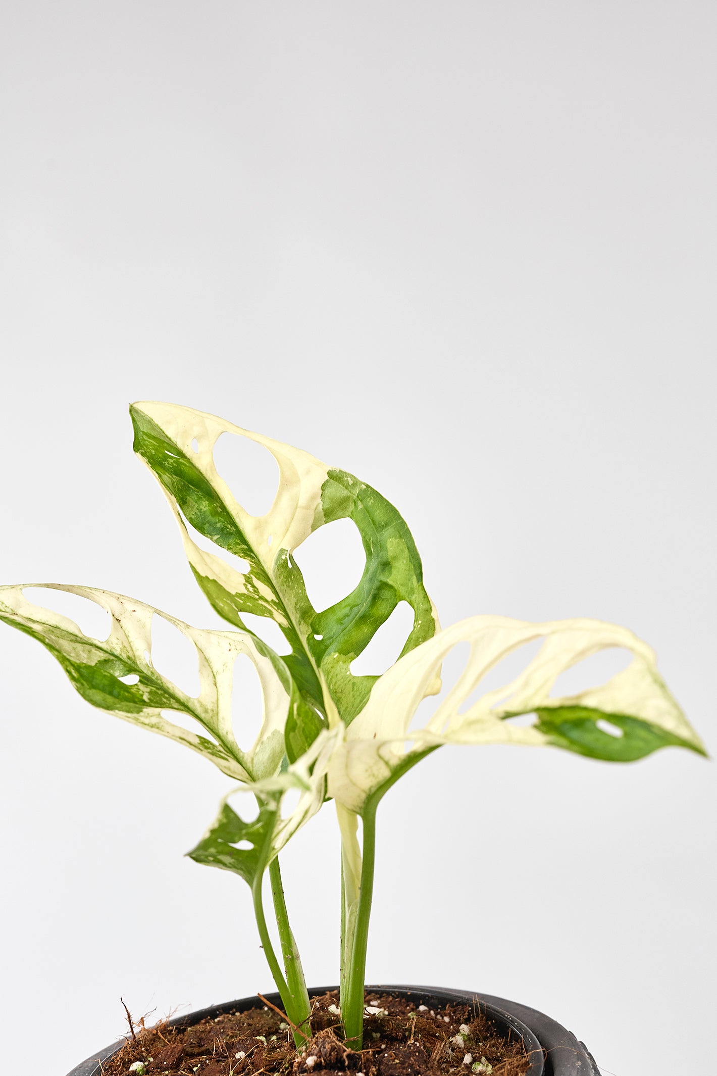 Monstera adansonii variegated Albo ( 2/3 Leaves)