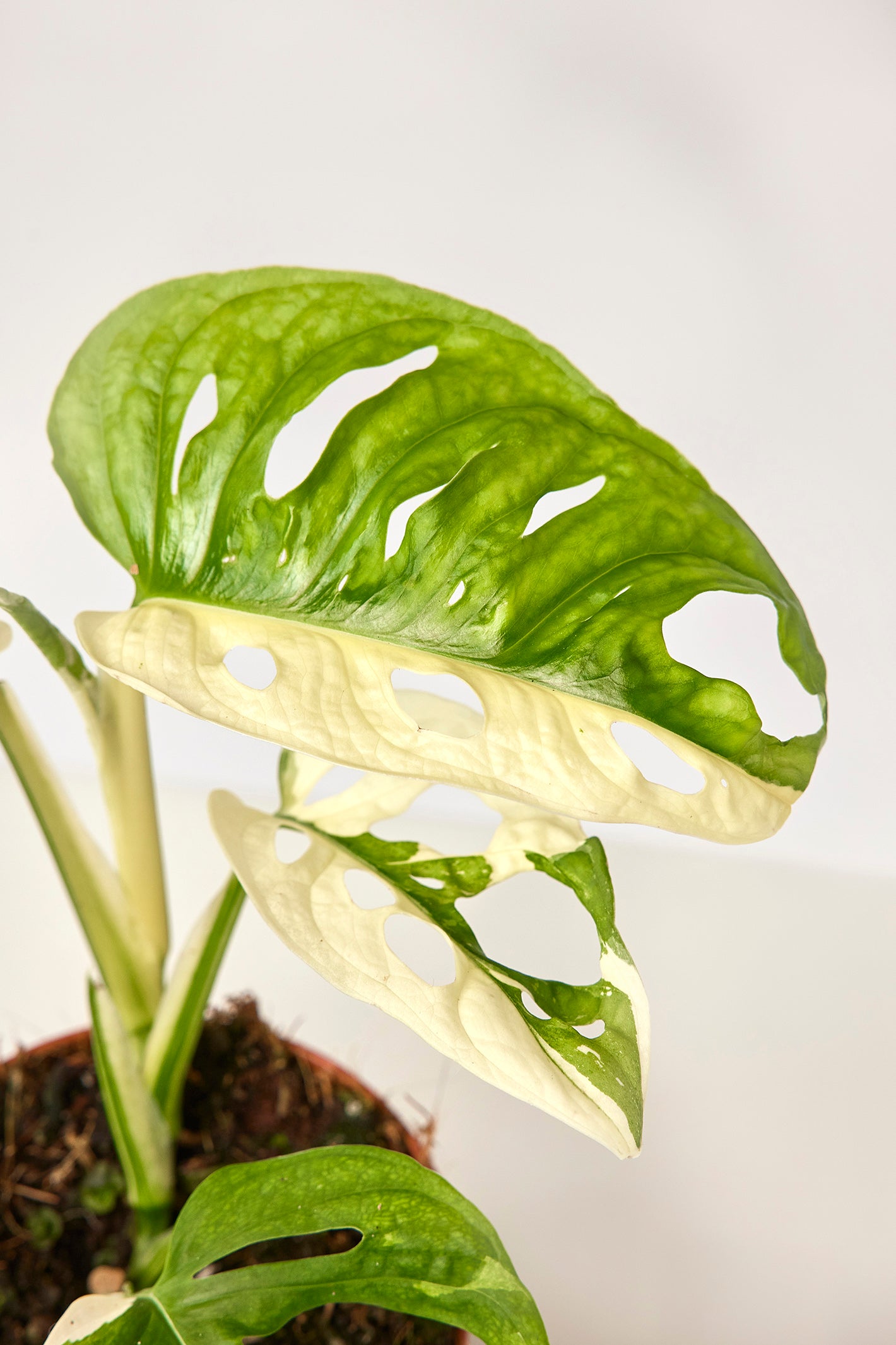 Monstera adansonii variegated Albo ( 3/4 Leaves)