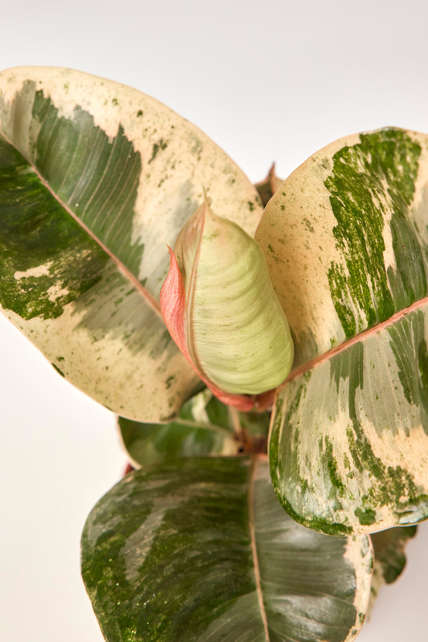 Ficus Moonshine Variegata "Shivereana" (Groß pflanze)