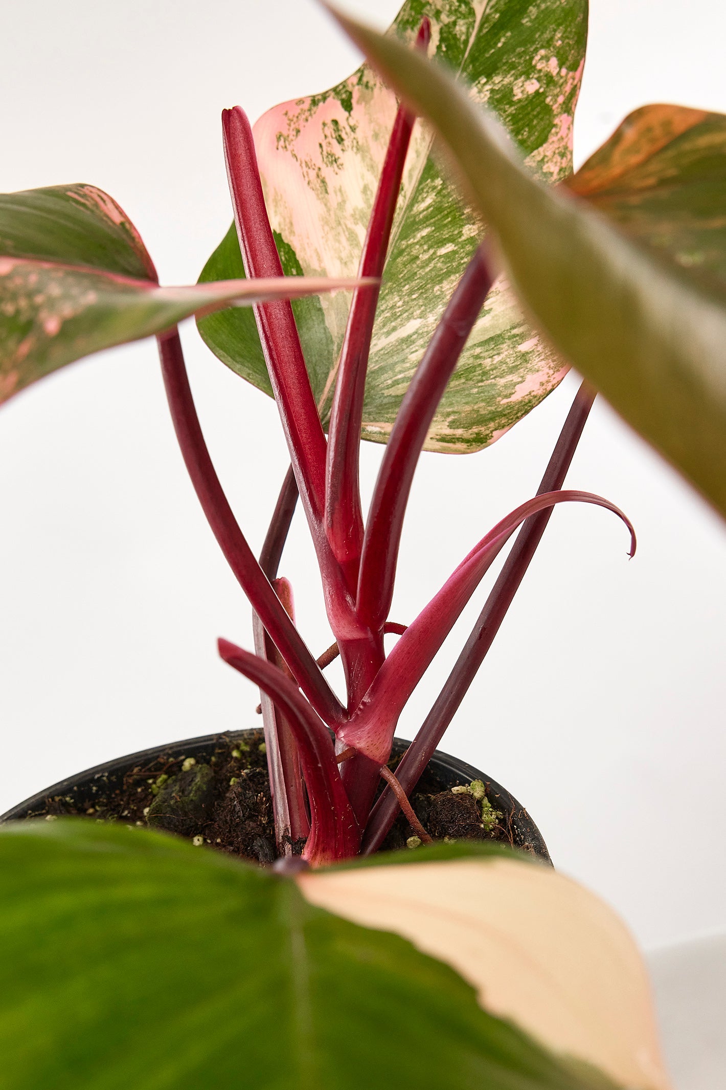 Philodendron strawberry shake (Big Plant)