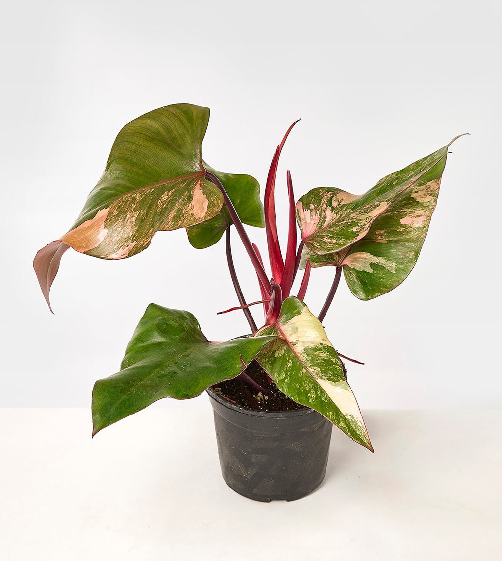 Philodendron Strawberry Shake Big Plant philodendron-strawberry-shake-big-plant