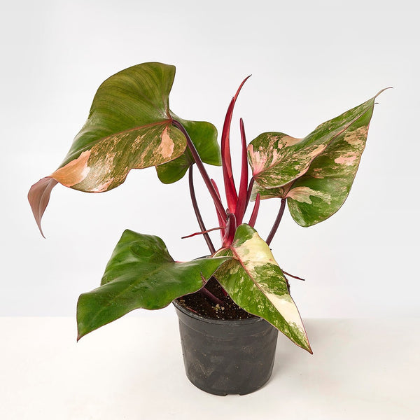 philodendron ' Philodendron strawberry shake (Big Plant)