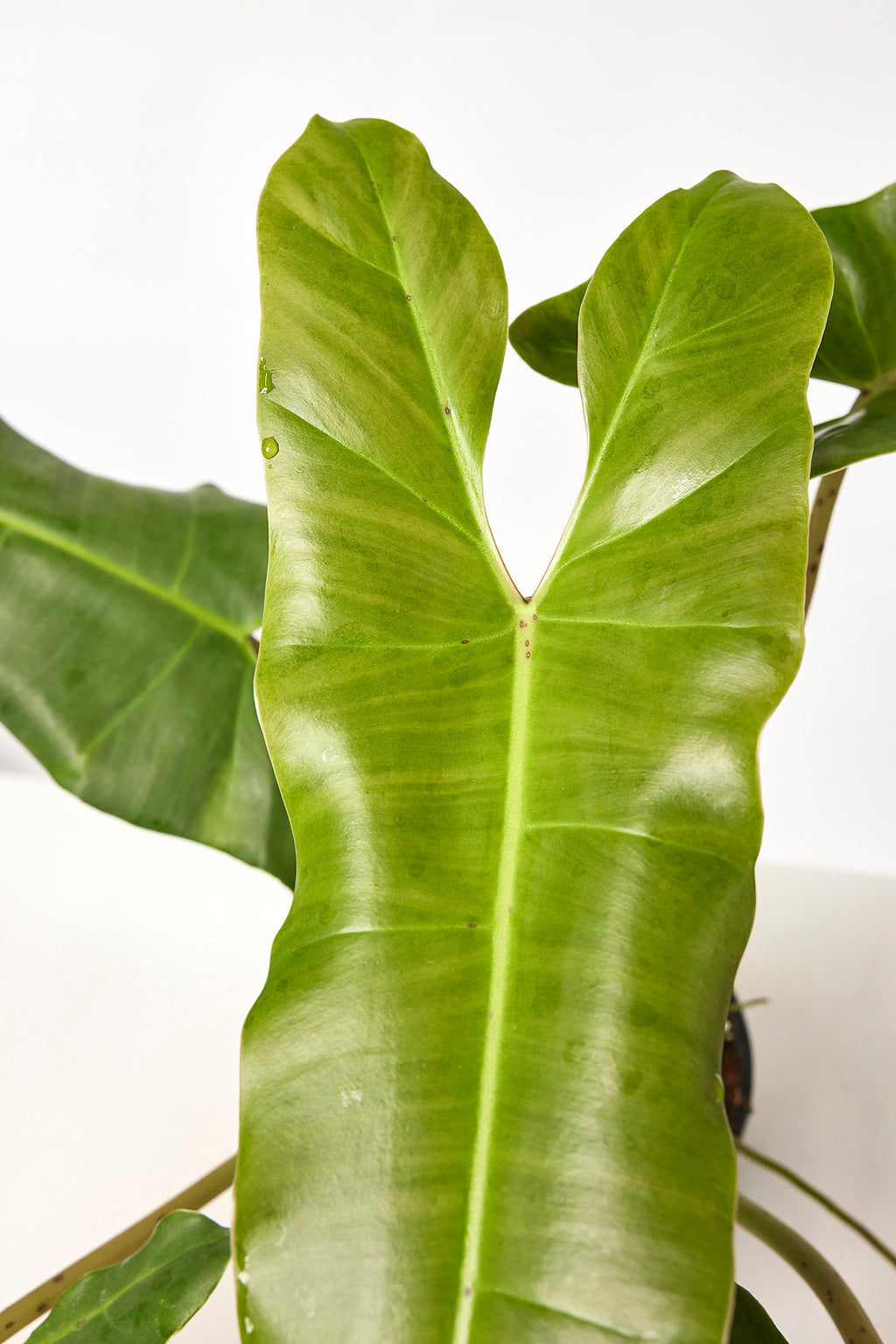 Philodendron Atabapoense Big Leaves Large Plant philodendron-atabapoense-big-leaves-large-plant