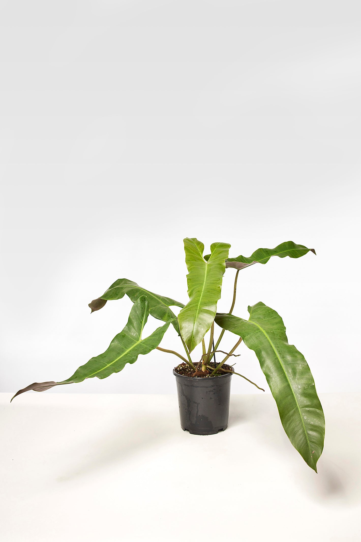 Philodendron atabapoense