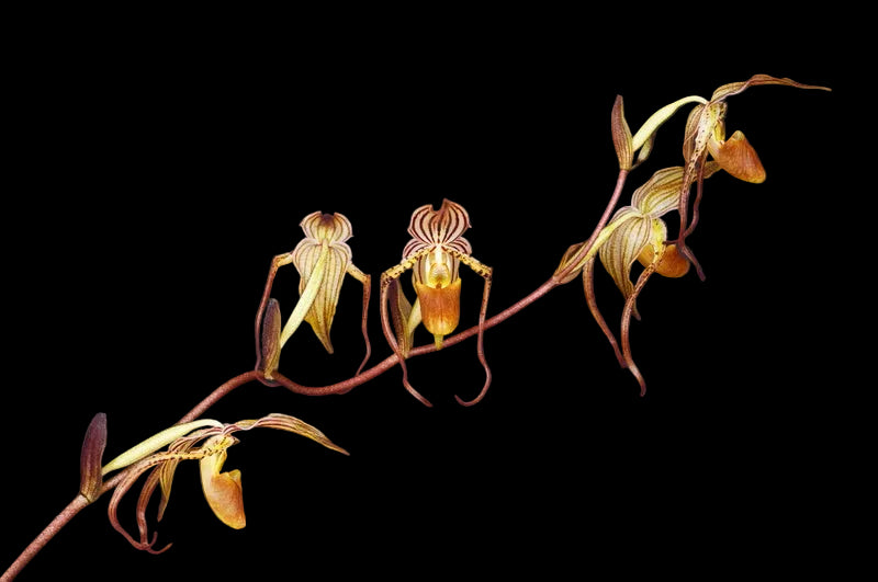 Paphiopedilum intaniae