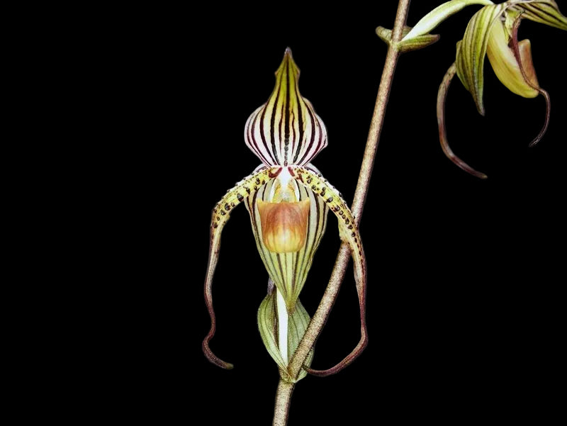 Paphiopedilum intaniae