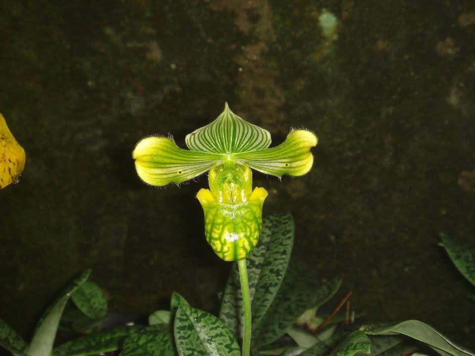 Paphiopedilum venustum "alba"