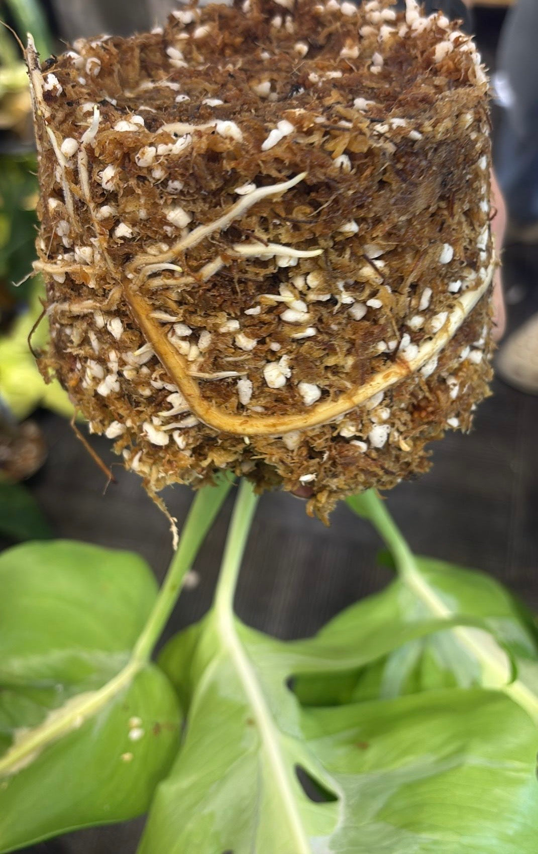 Monstera White Lava 'Lalamove' nr 1