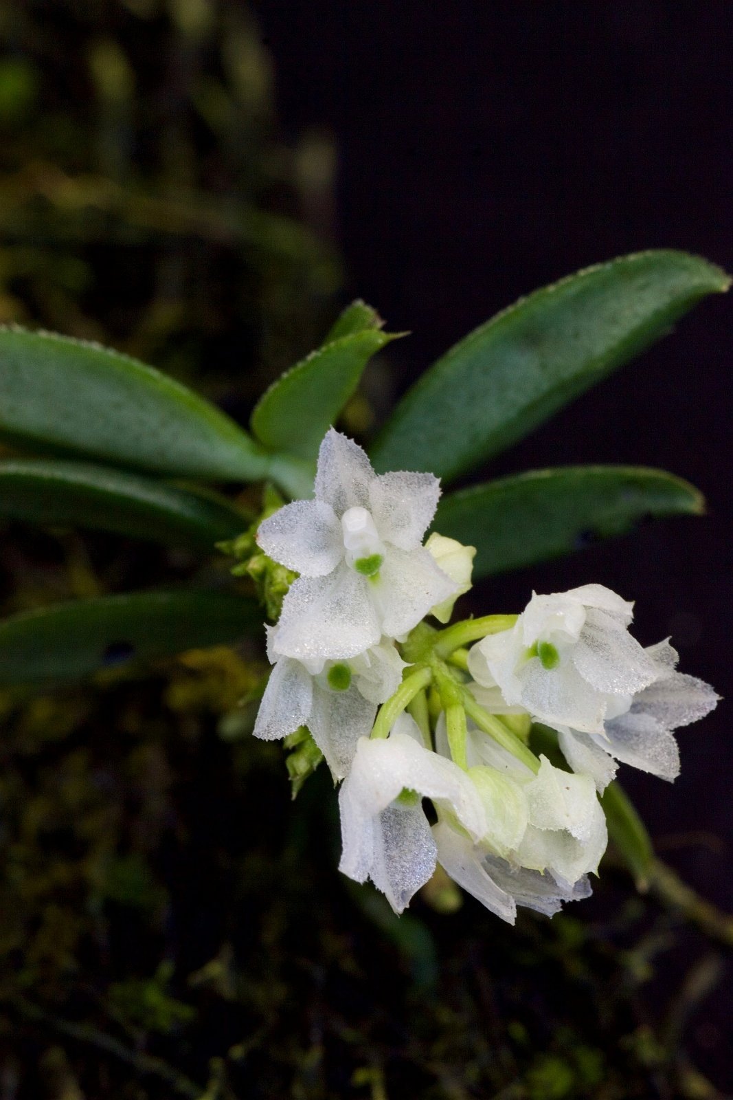 Hymenorchis javanica (Große Pfanze)