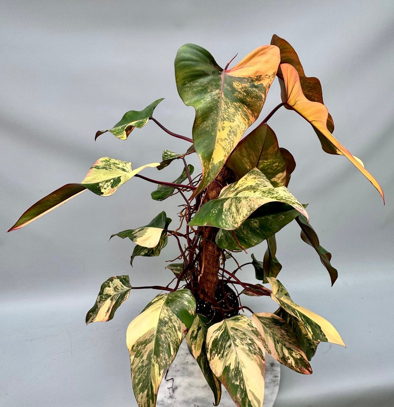 Philodendron strawberry shake (XXL Big Plant)