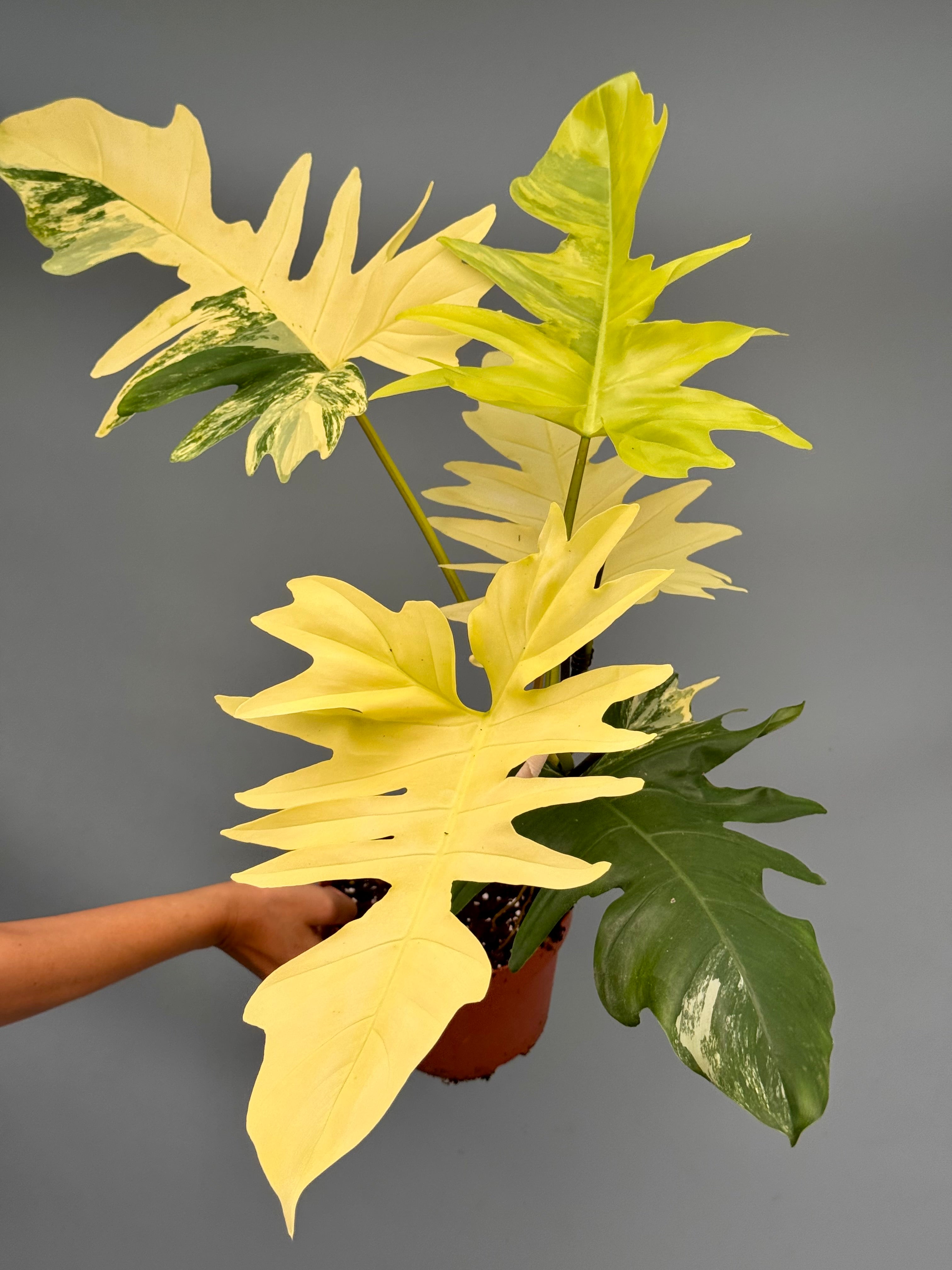 Philodendron Florida Beauty Variegata X Bob Cee Variegata (Nr 1.) ‘XXL plant’