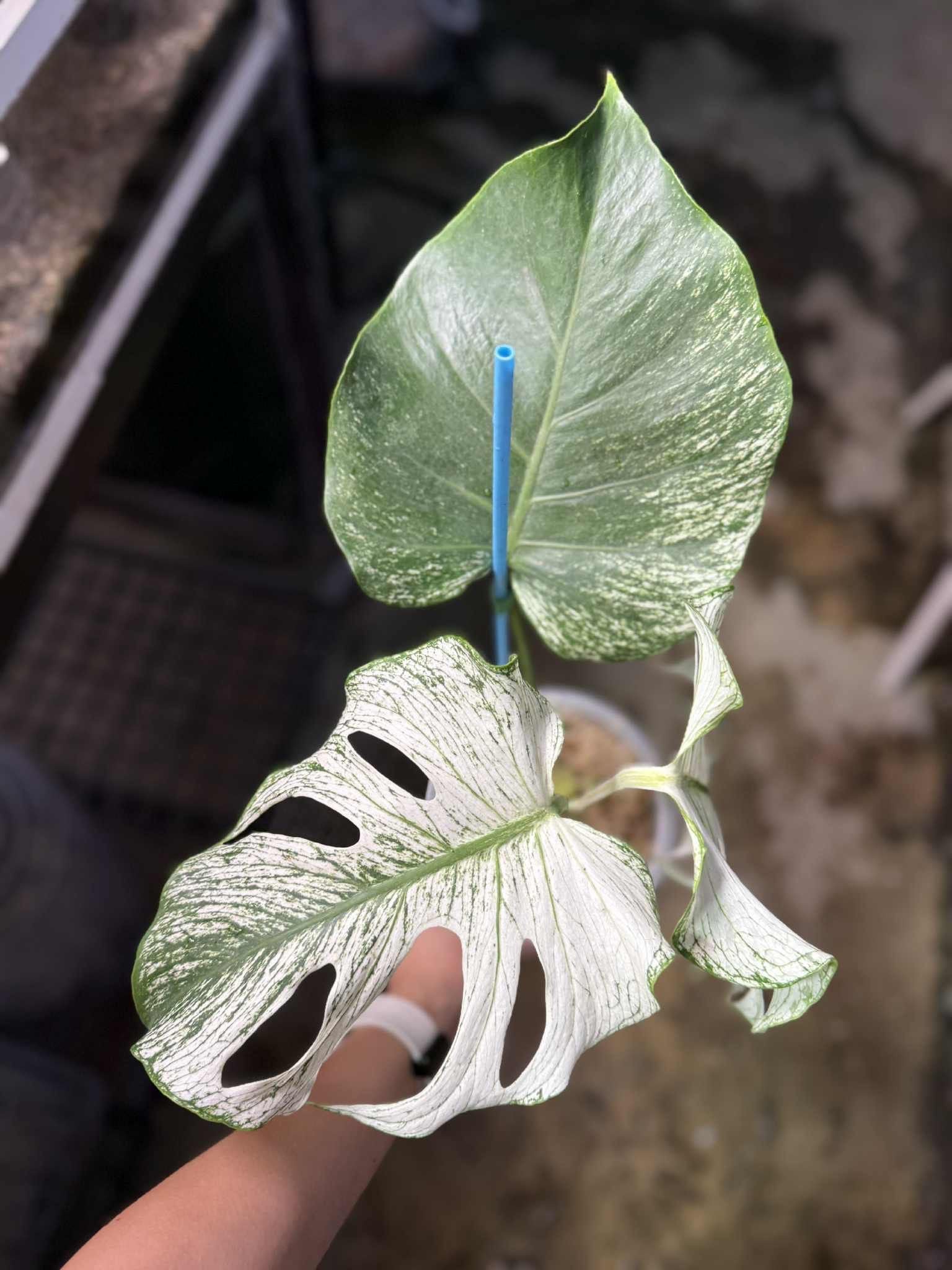 Monstera 'Devil Monster' Nr 2