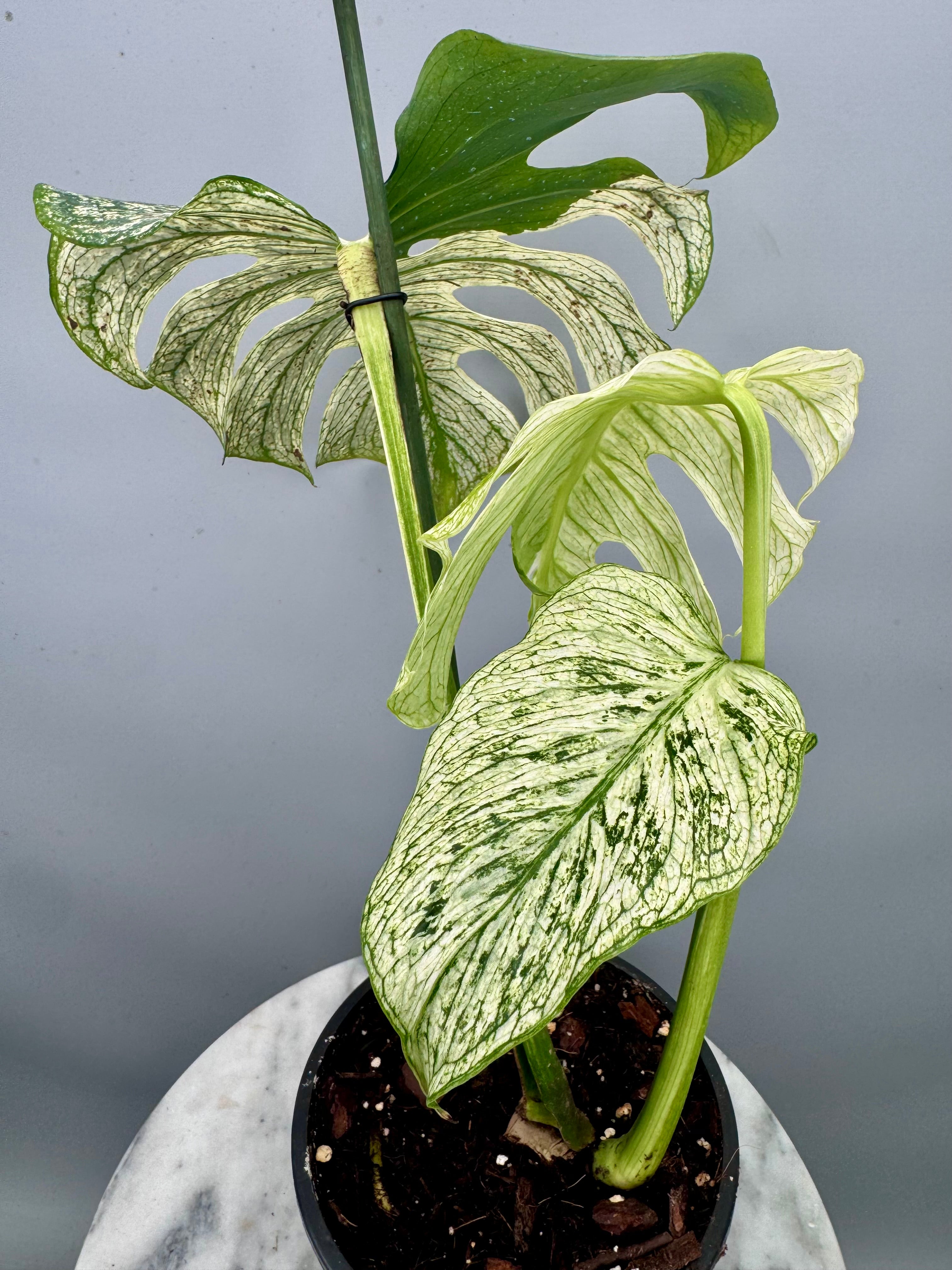 Monstera ‘Devil Monster’ Nr 2