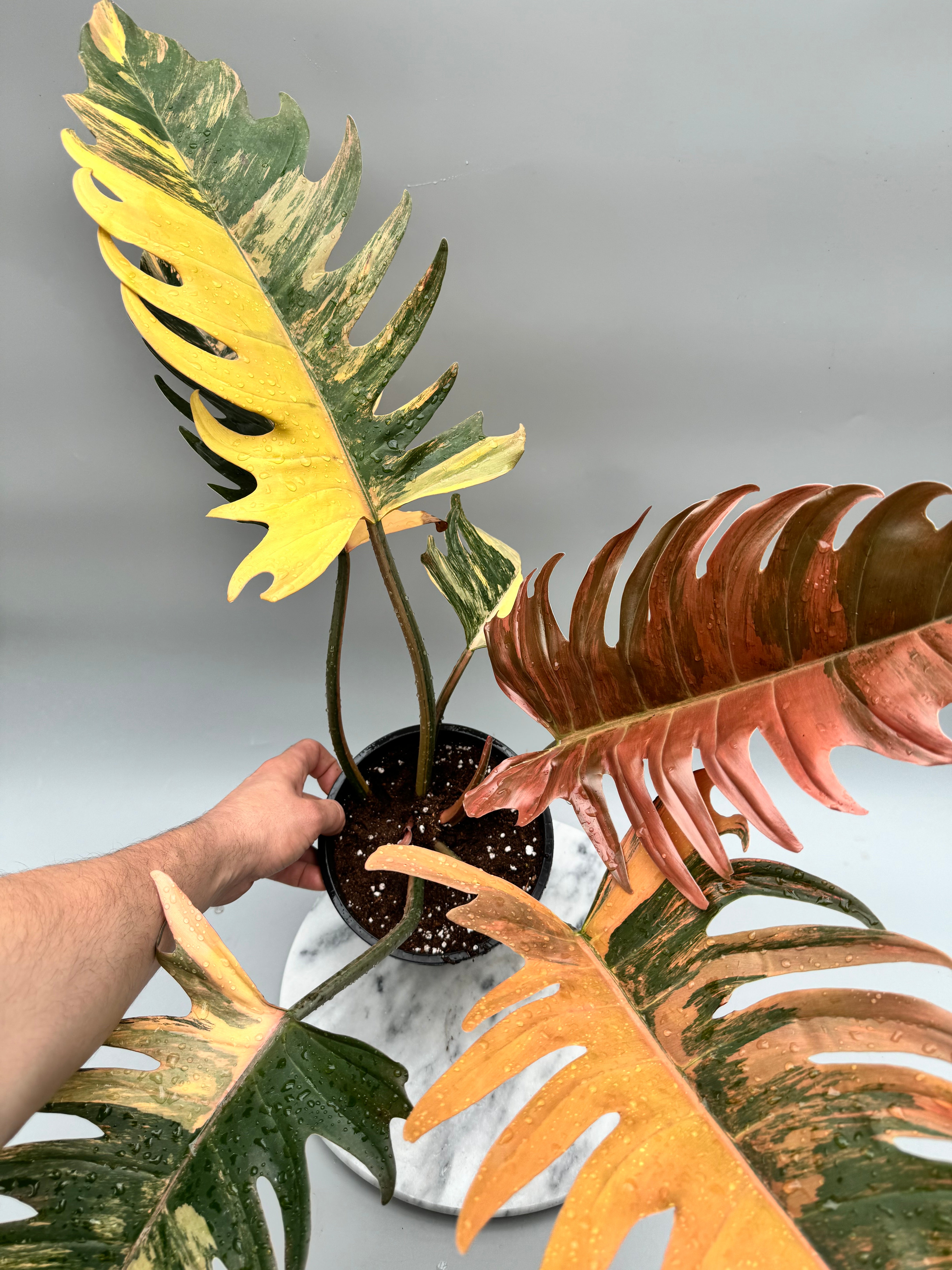 Philodendron Caramel Marble