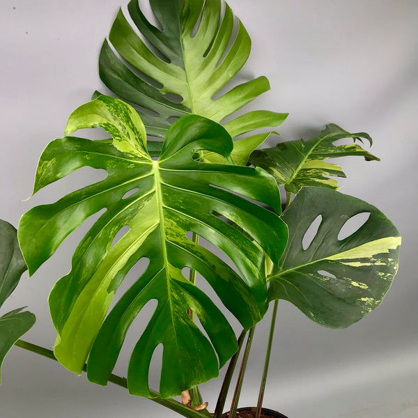 Monstera Ocean Mint (Nr 3.1)