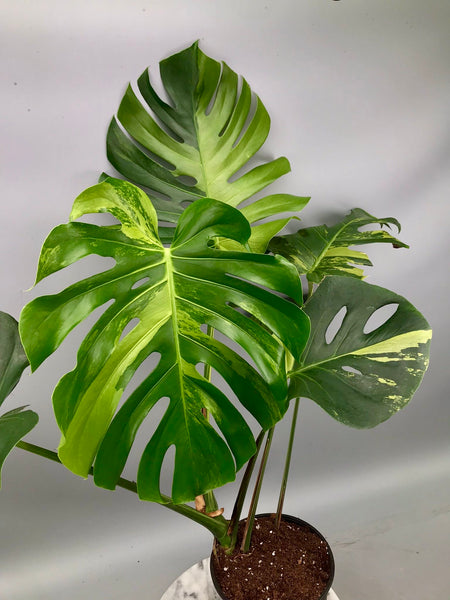 split leaf philodendron leaves Split-leaf Philodendron for Sale main image 1