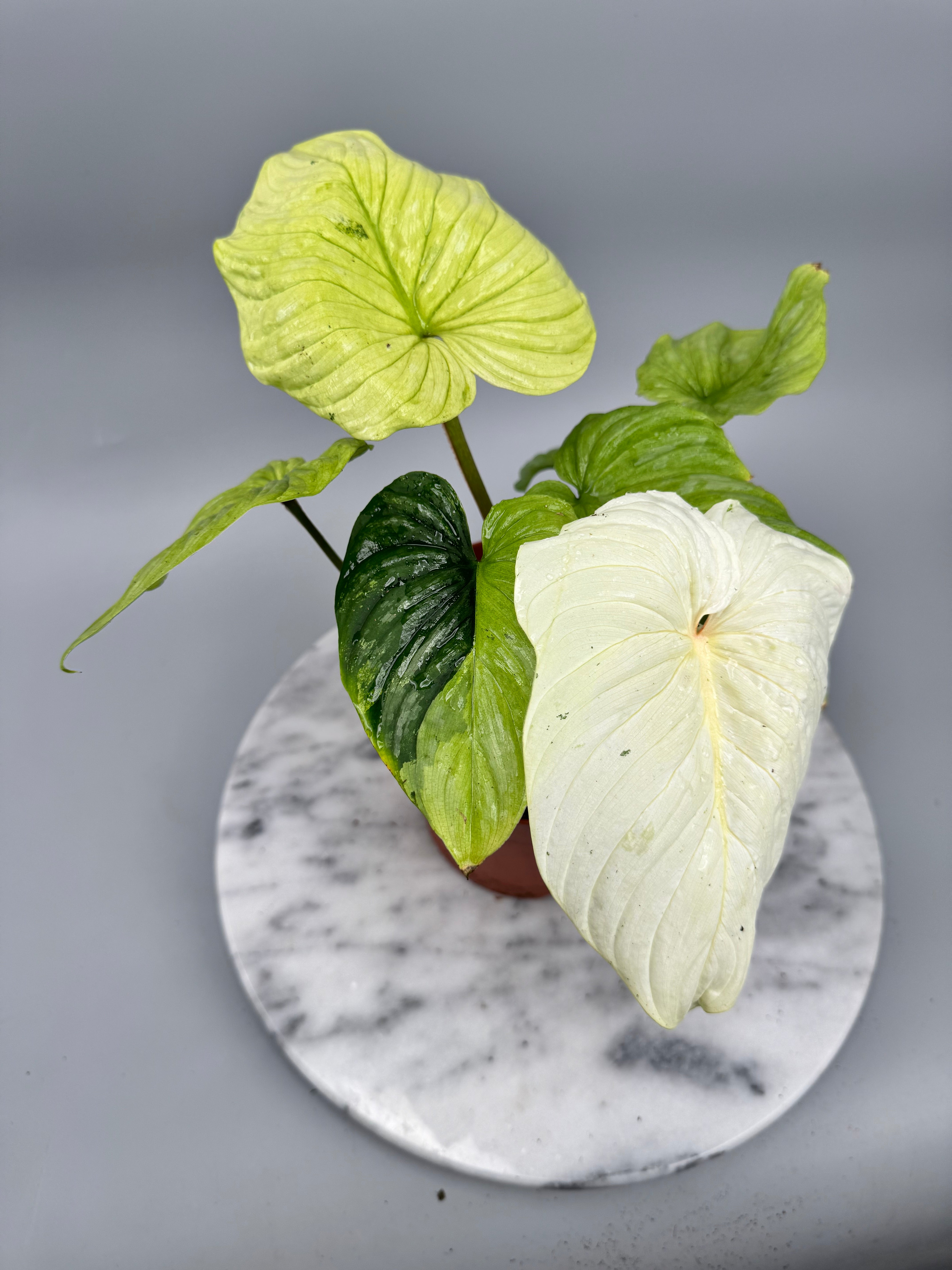 Philodendron mamei variegata mint