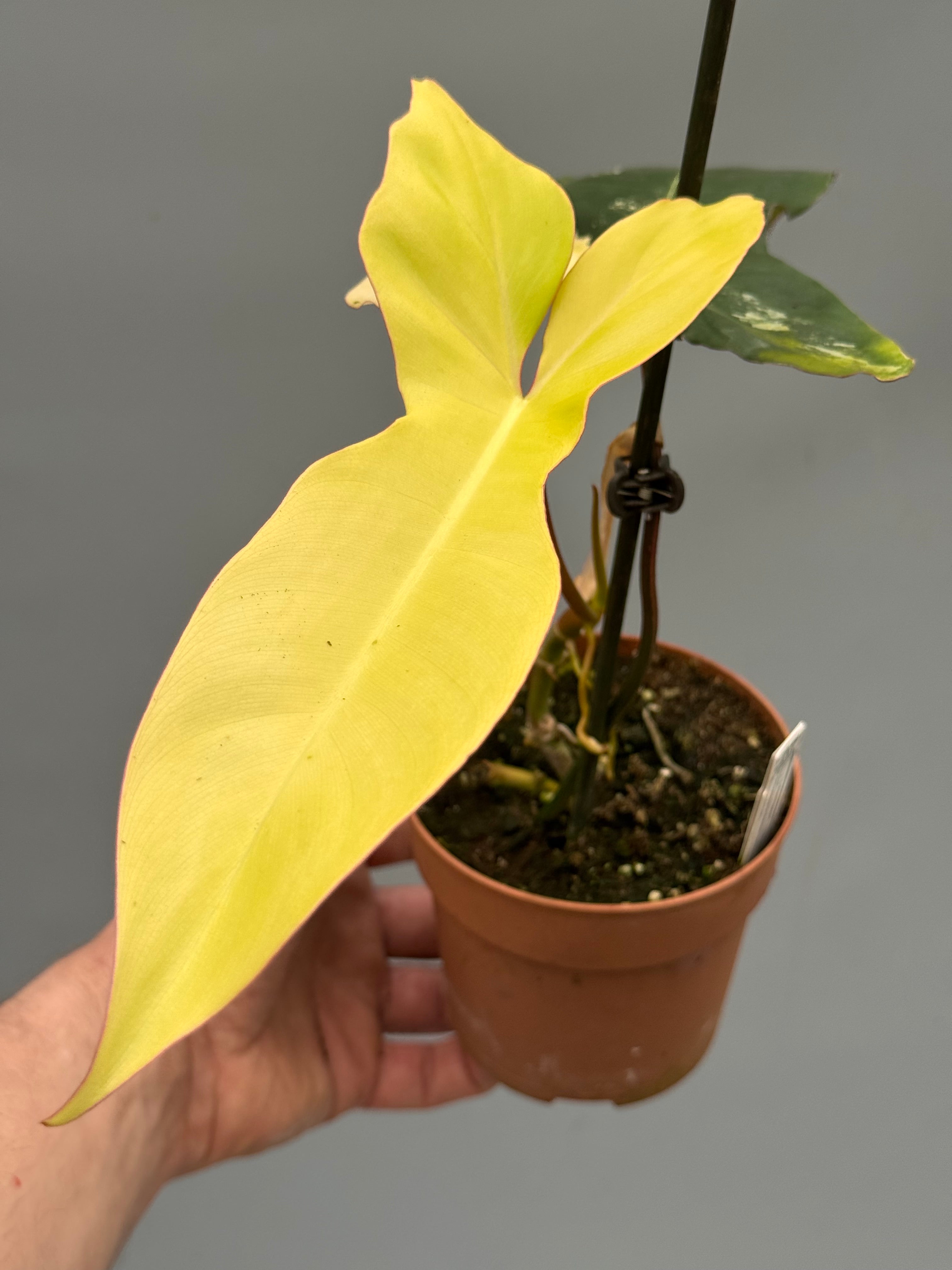 Philodendron billietiae variegata x Florida Beauty