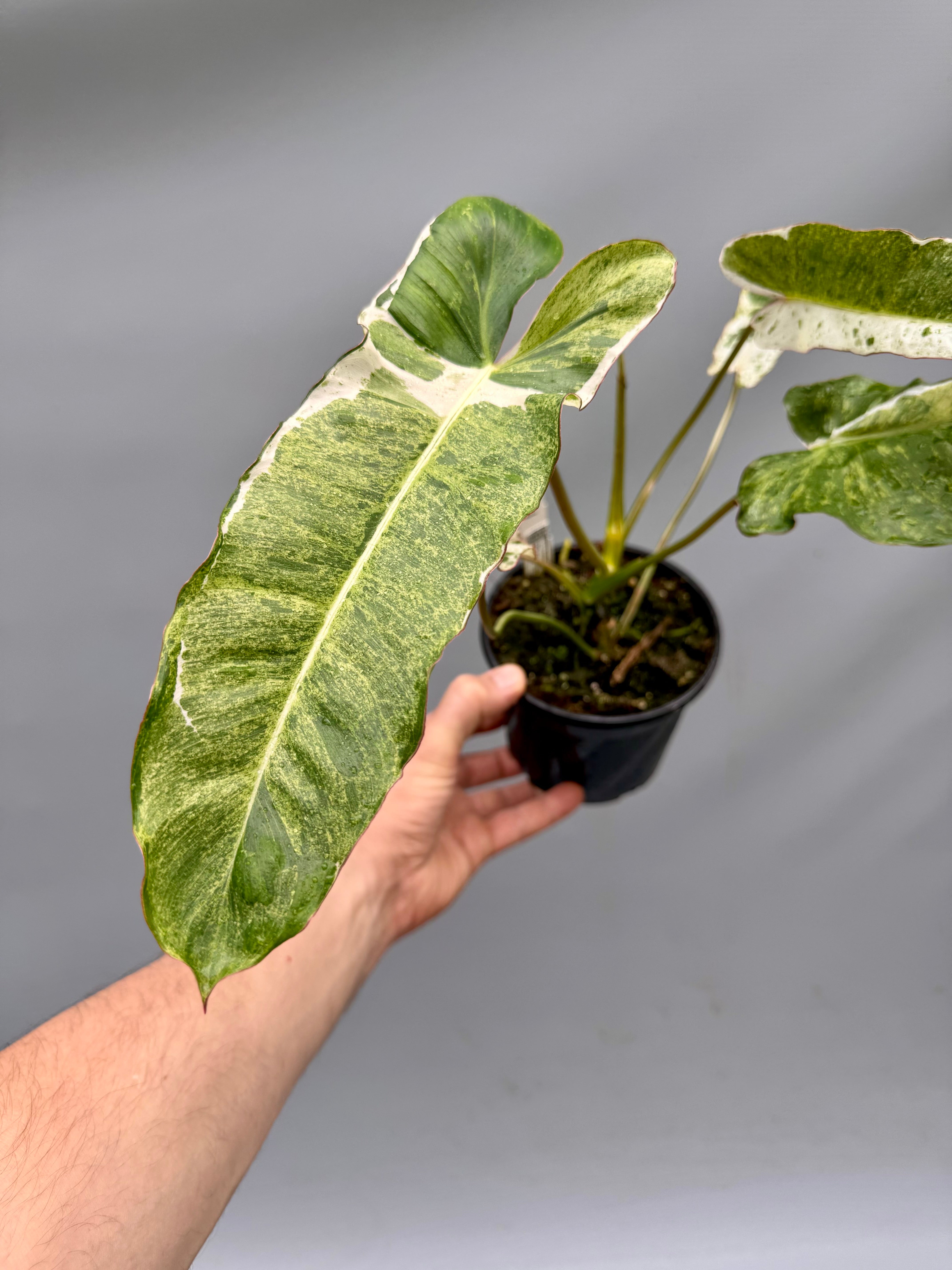 Philodendron Paraiso Verde Variegata Albo