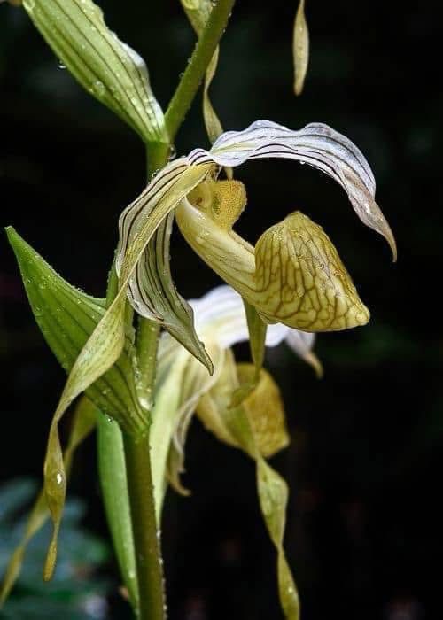 Paphiopedilum kolopakingii