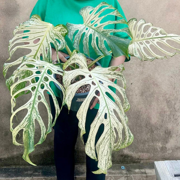 Monstera 'Devil Monster' XXL