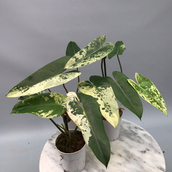 Philodendron ilsemanii