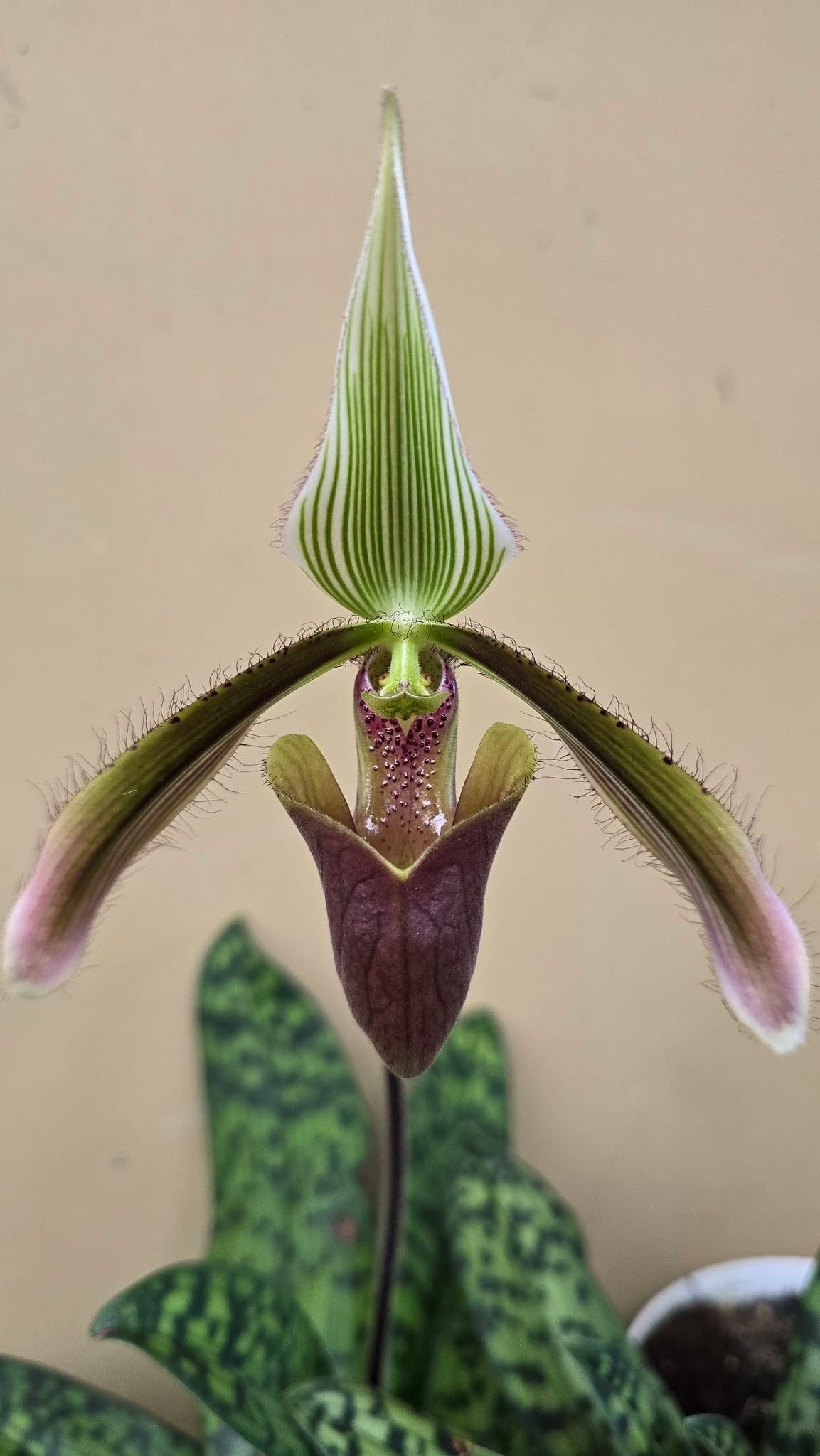 Paphiopedilum dayanum