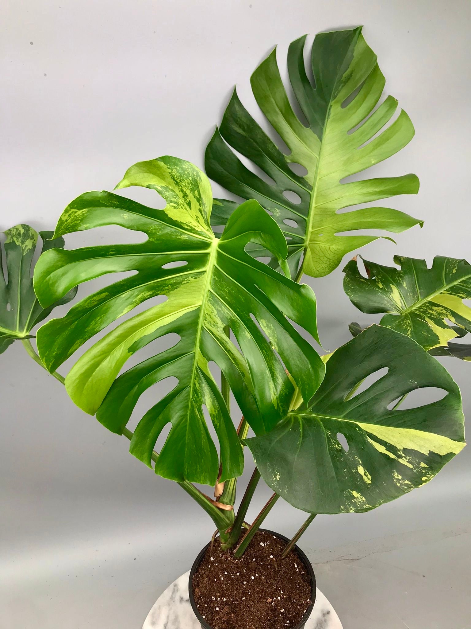Monstera Ocean Mint (Nr 3.1)