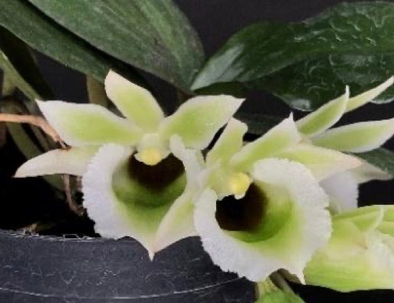 Eurychone rothschildiana (2 plants)