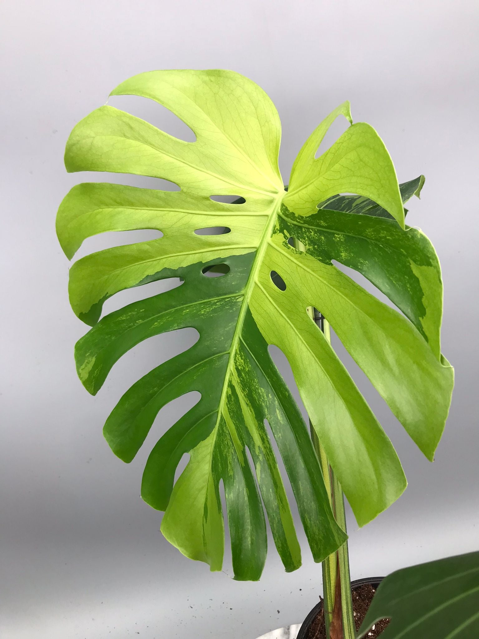 Monstera Ocean Mint nr 1