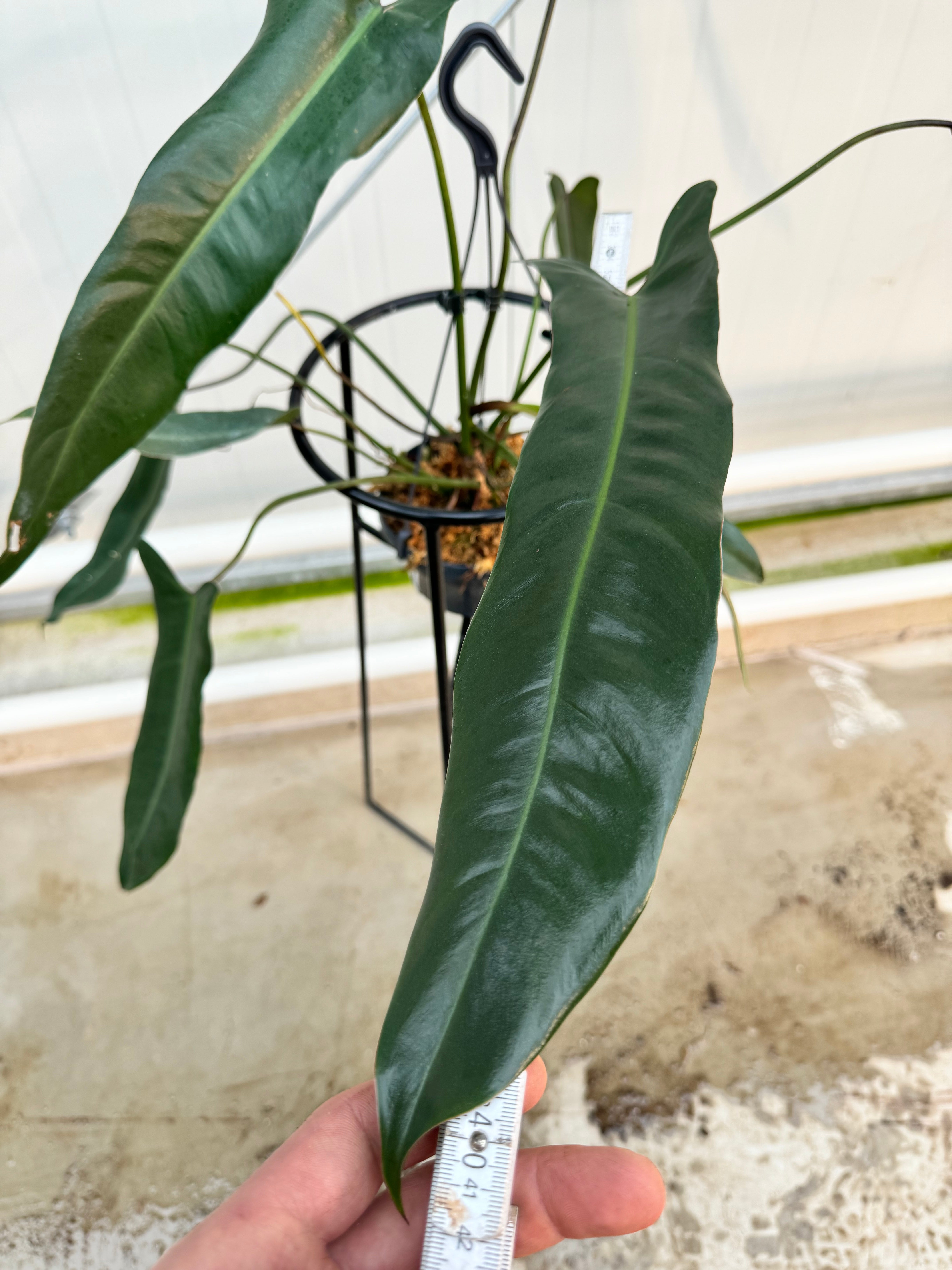 Philodendron spiritus sancti (Big Plant) Leaves 35/40 cm (Nr. 1)
