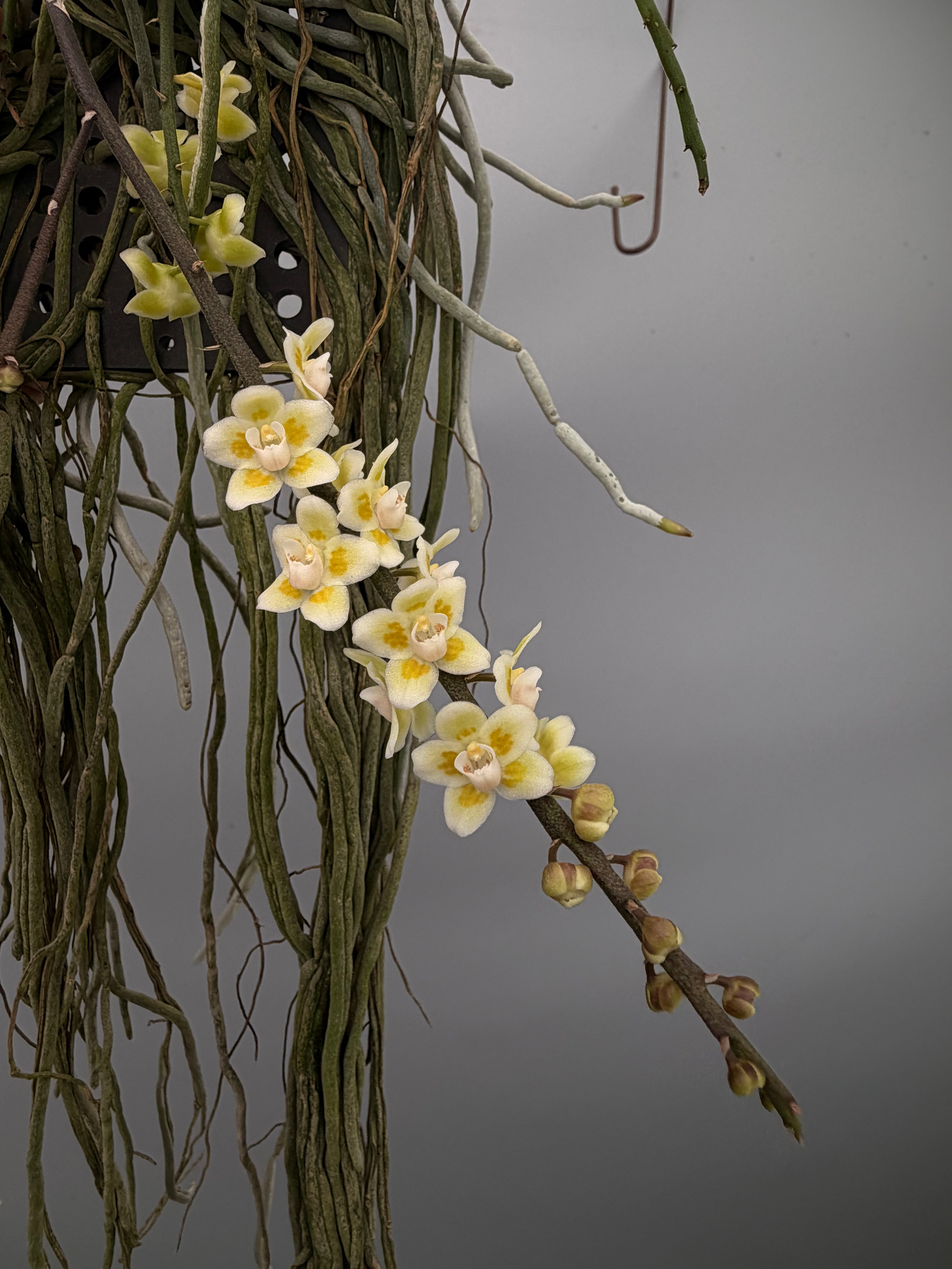 Chiloschista parishii XXL