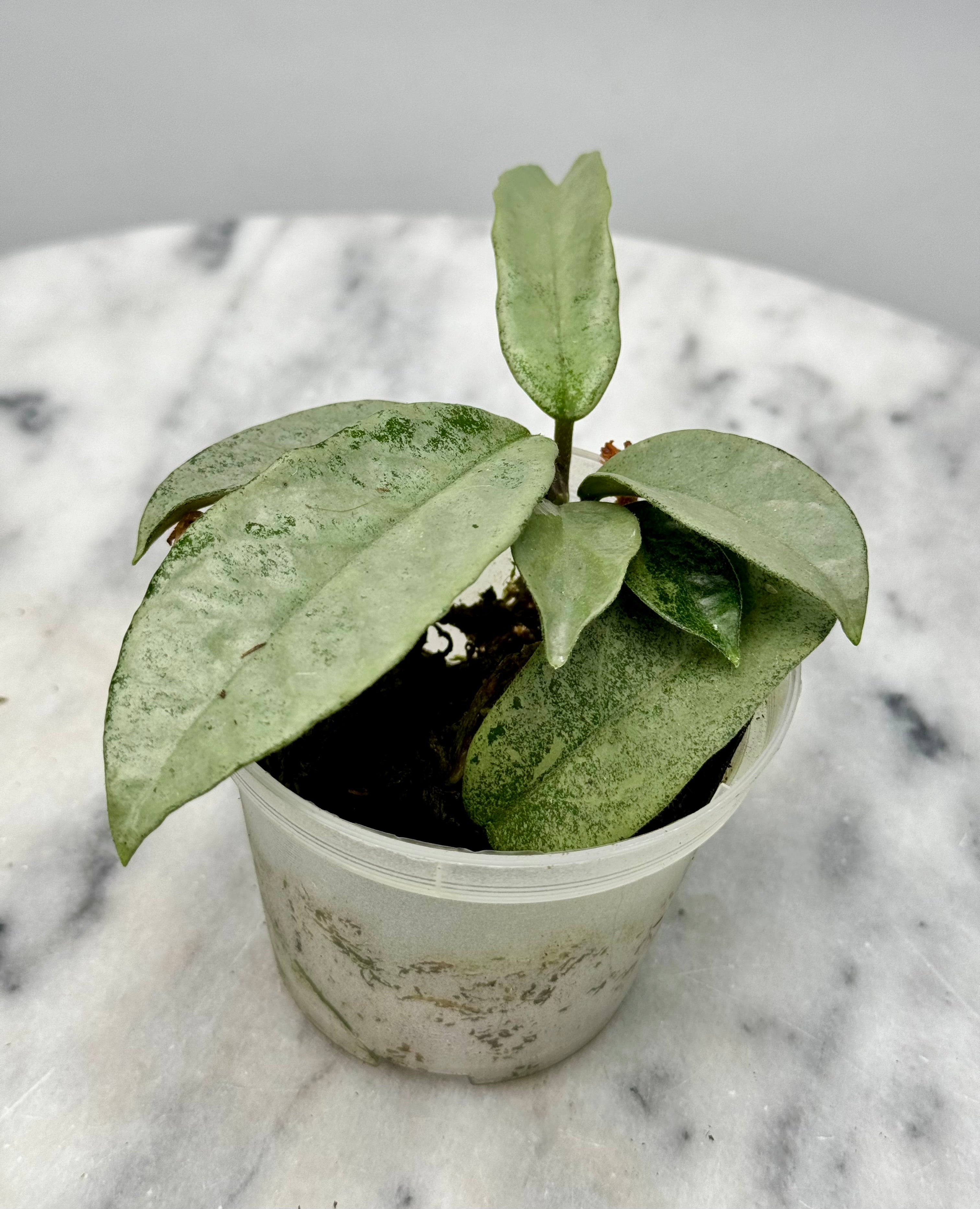 Hoya Carnosa ‘Nova Ghost’ (2 Leaf Cutting)